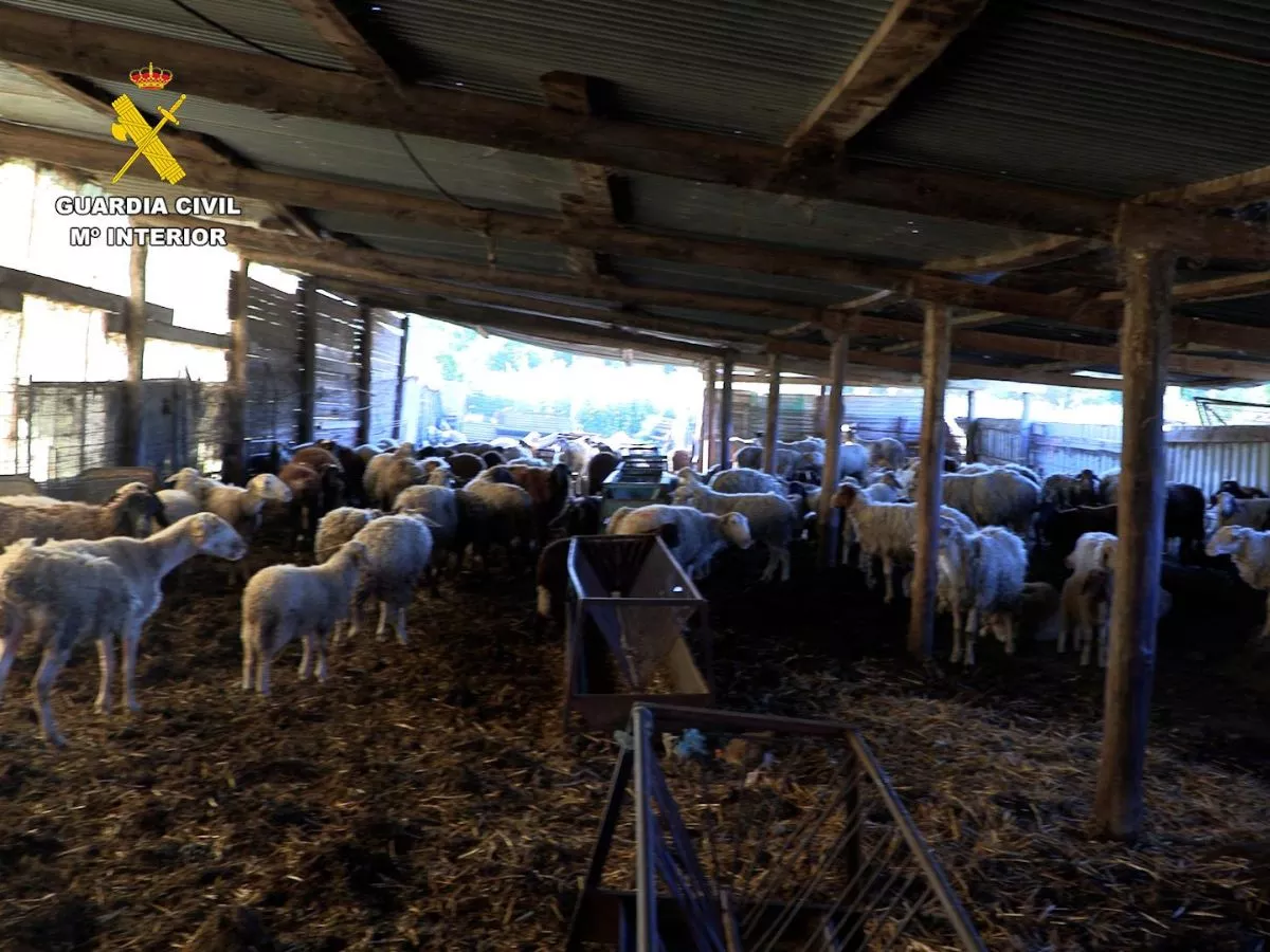 Cuadra llena de ovejas en penosas condiciones.