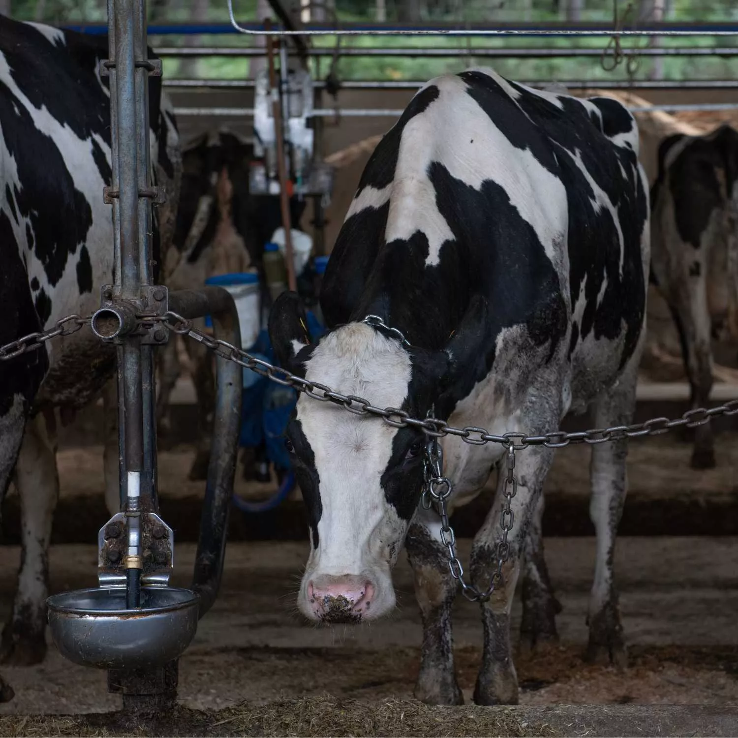 El Gobierno cede ante la industria y recorta la protección a las vacas