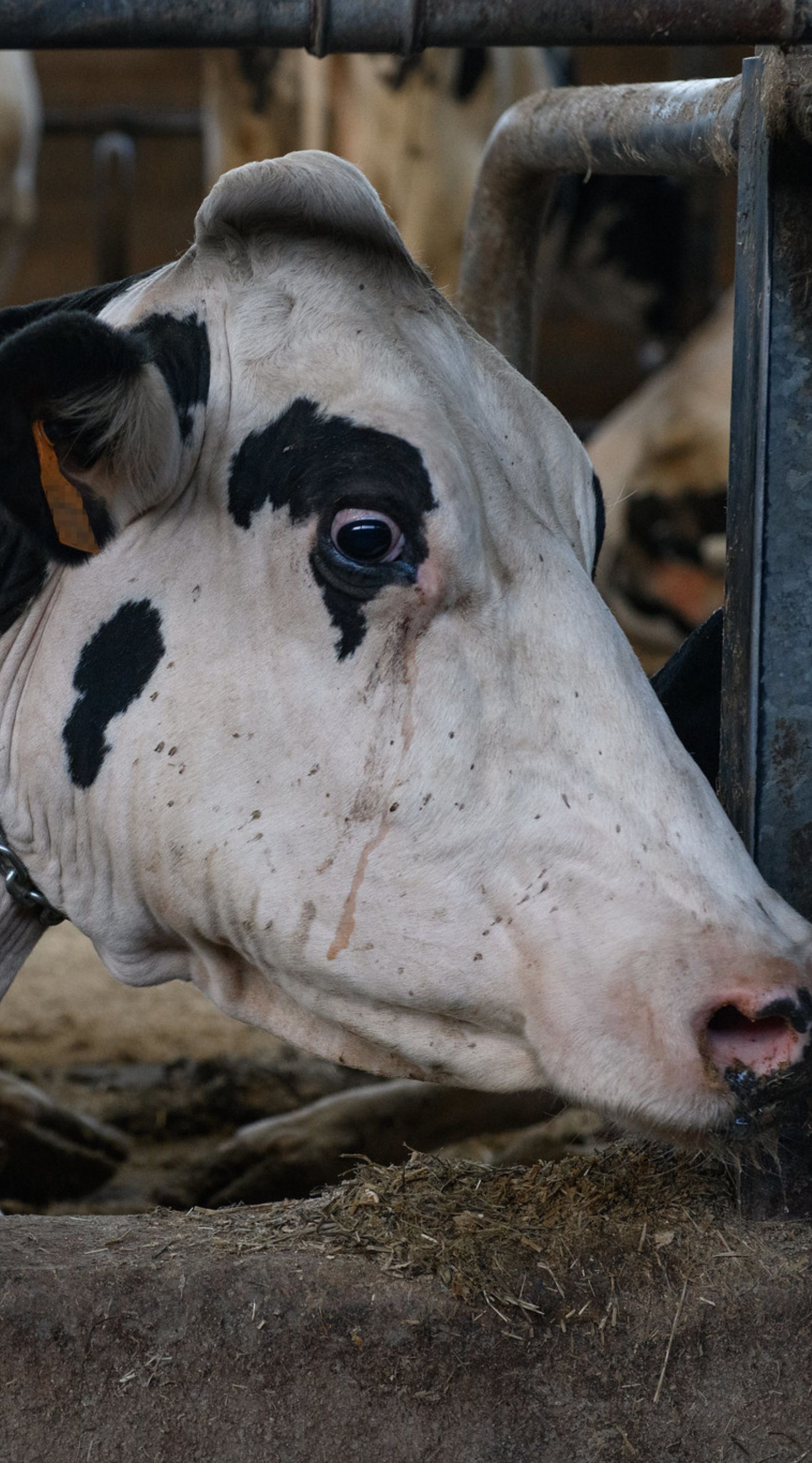 Primer plano del rostro de una vaca blanca con manchas negras y expresión de miedo.