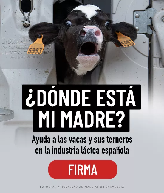 Ternero en caseta de crianza llamado a su madre
