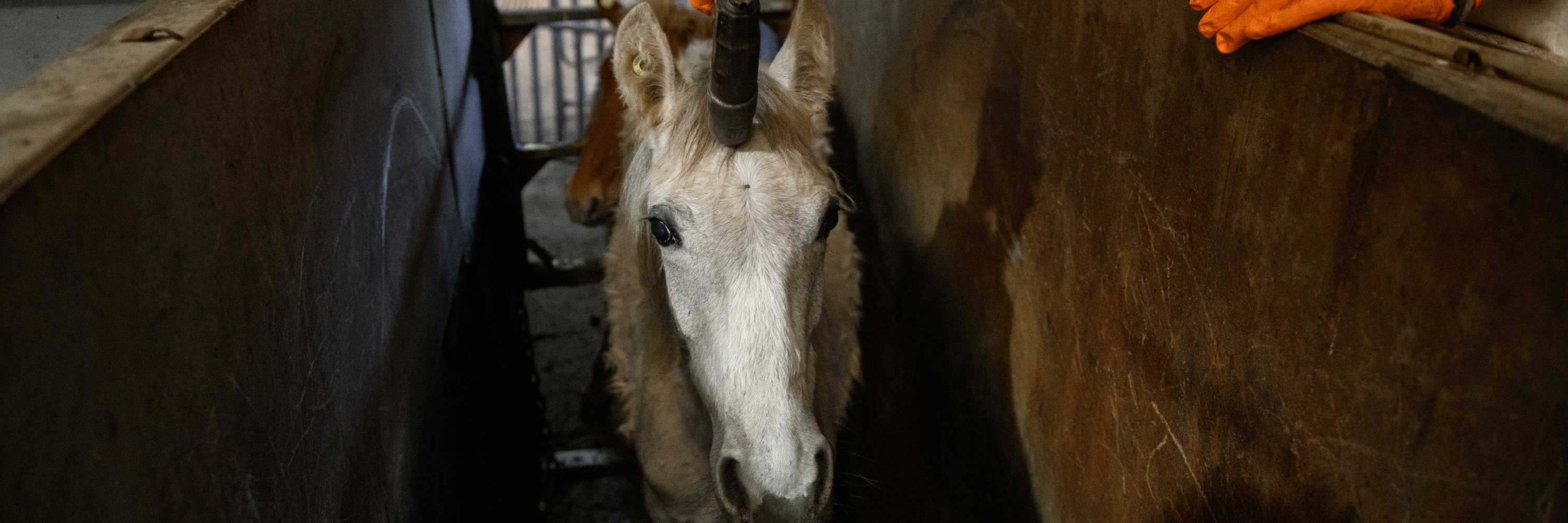 caballo en un matadero a punto de ser aturdido con una pistola en la frente