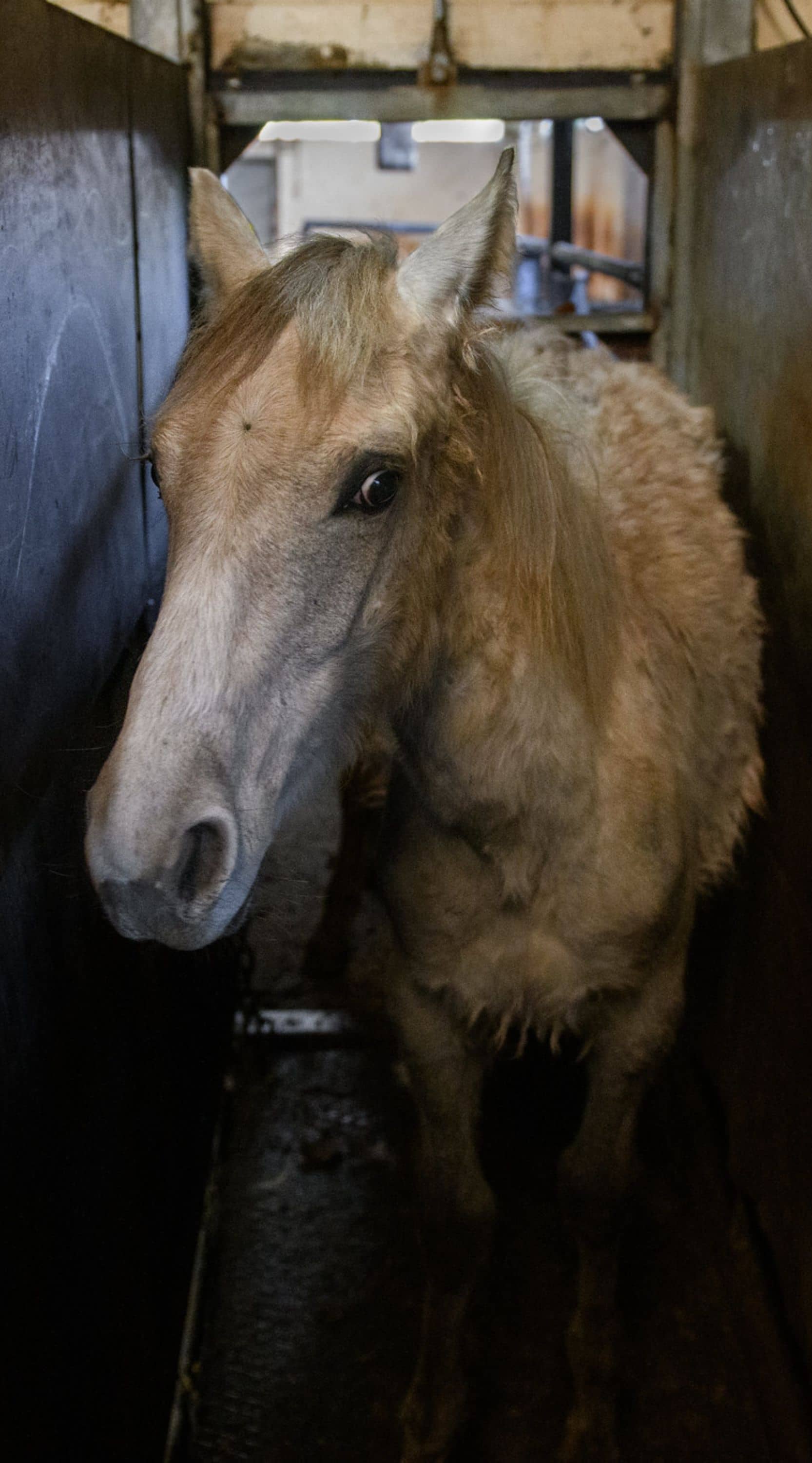 Un caballo blanco con expresión de miedo en sus ojos dentro del cajón de aturdimiento de una matadero de caballos en España.