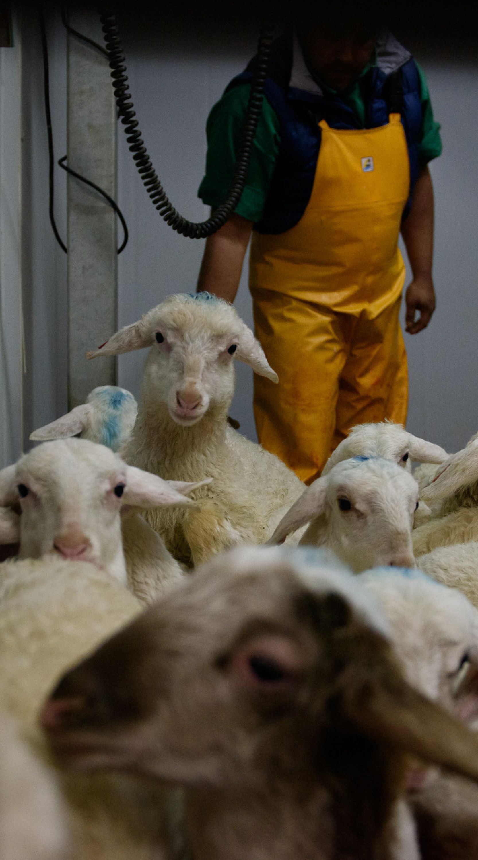 Un grupo de corderos blancos espera su turno en la sala de matanza en España.