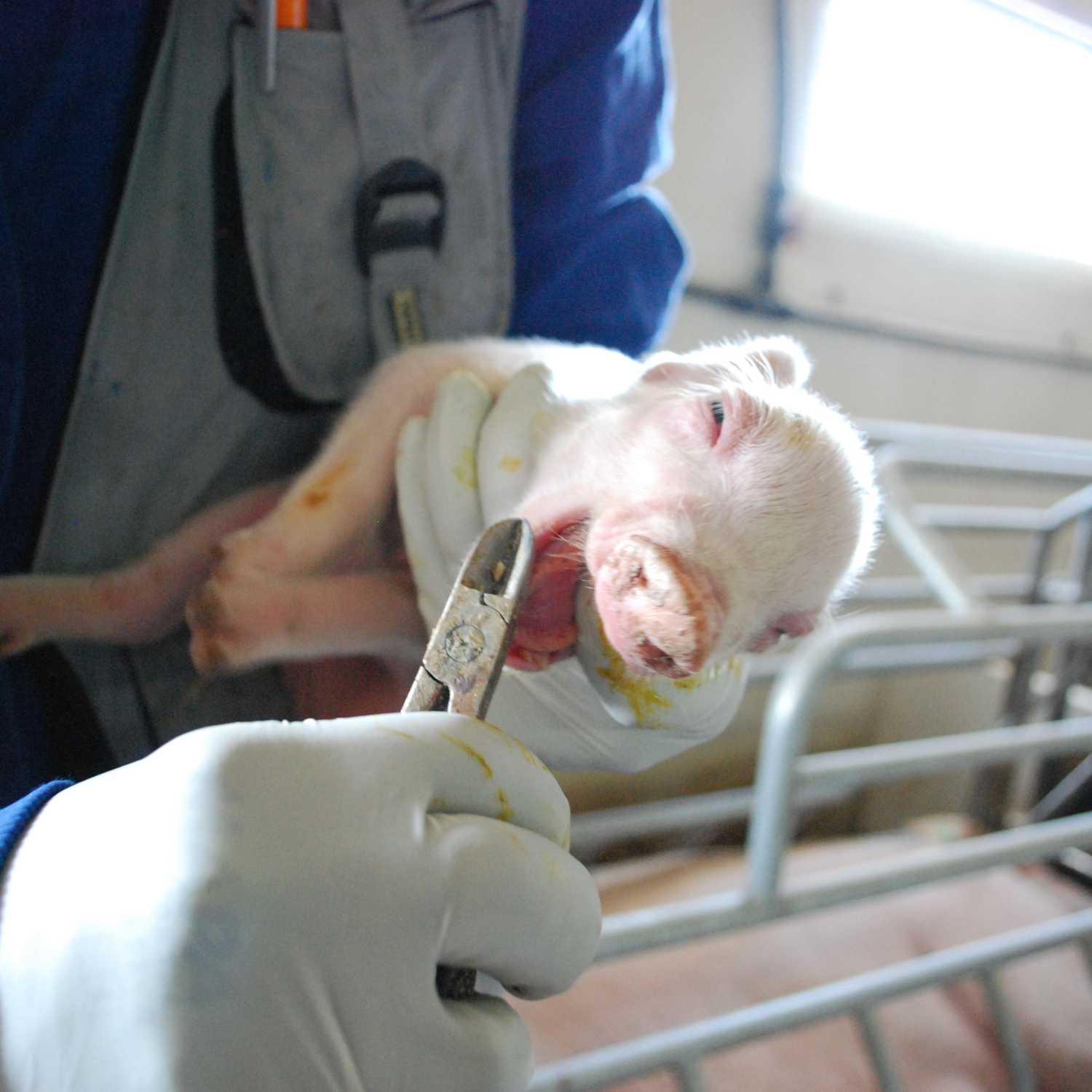 Cerdito gritando mientras les corta los dientes un operario