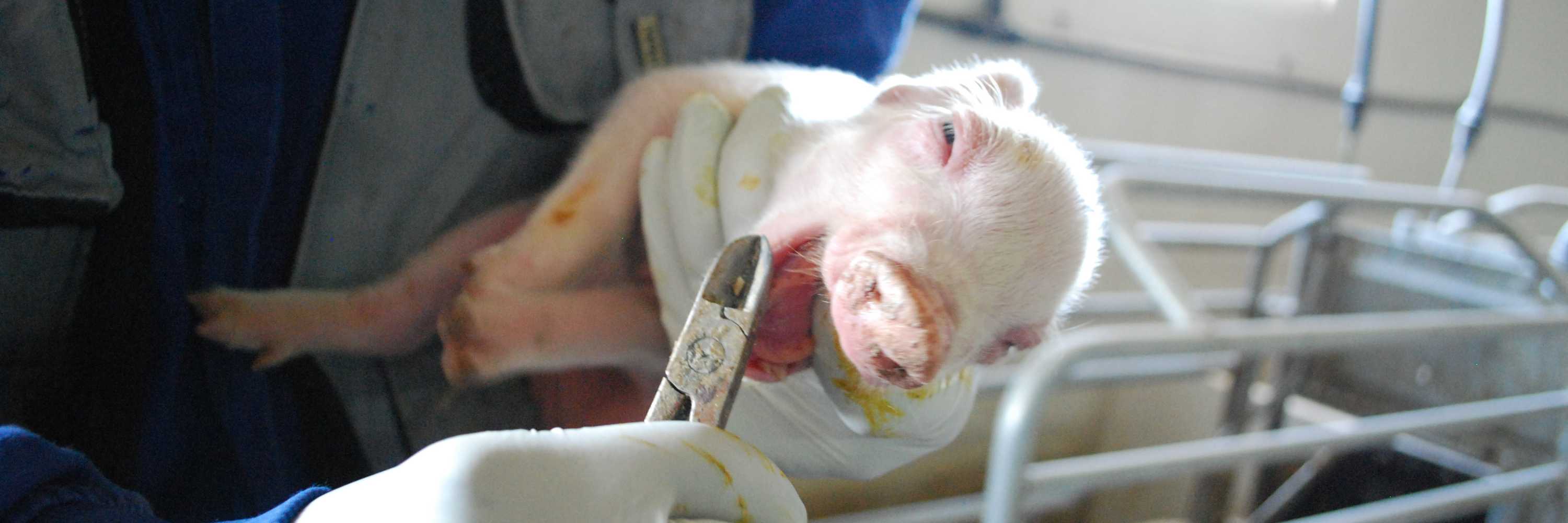 Cerdito gritando mientras les corta los dientes un operario