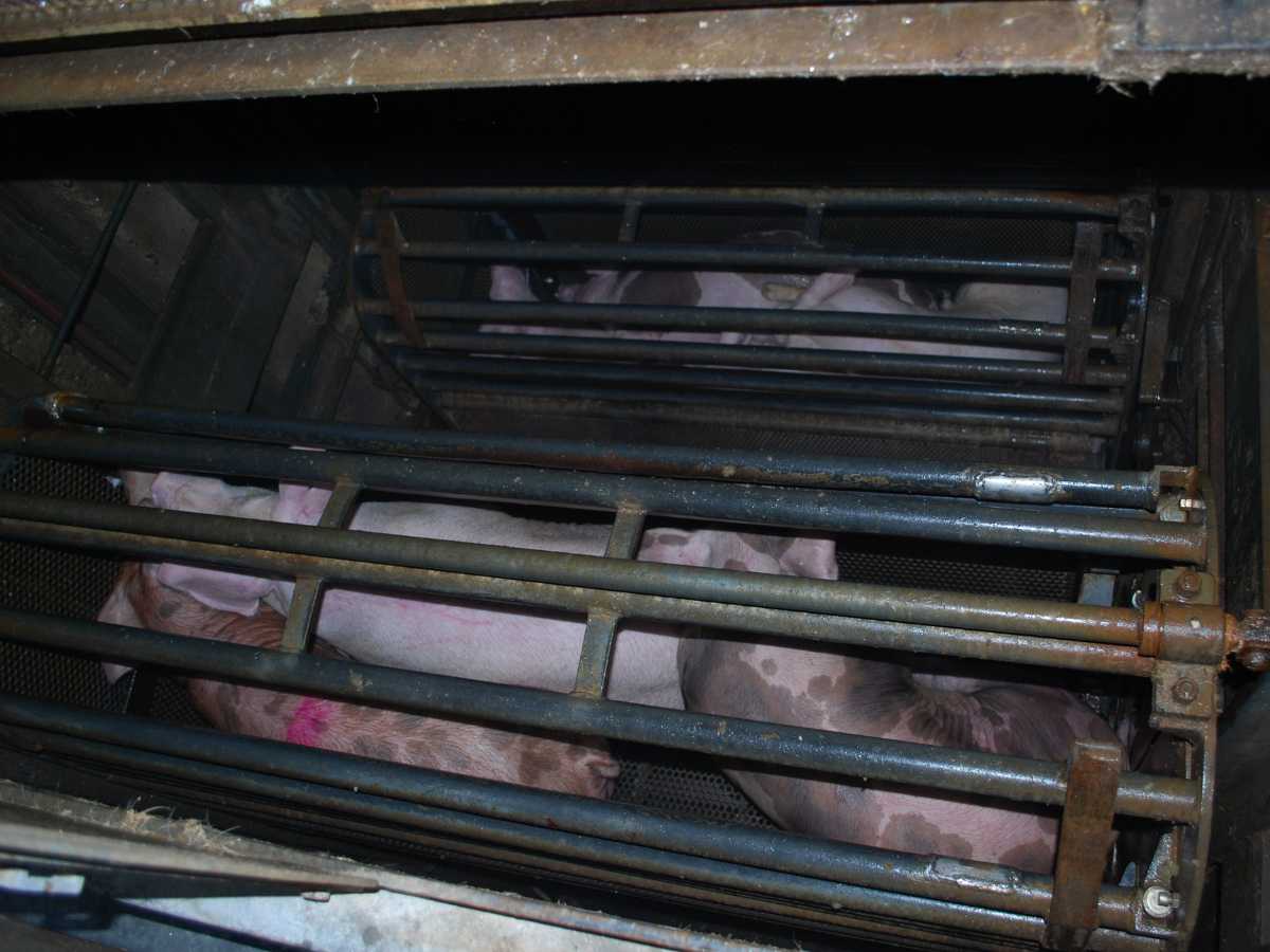 Cerdos dentro de la jaula donde van a ser aturdidos con Co2 en un matadero.