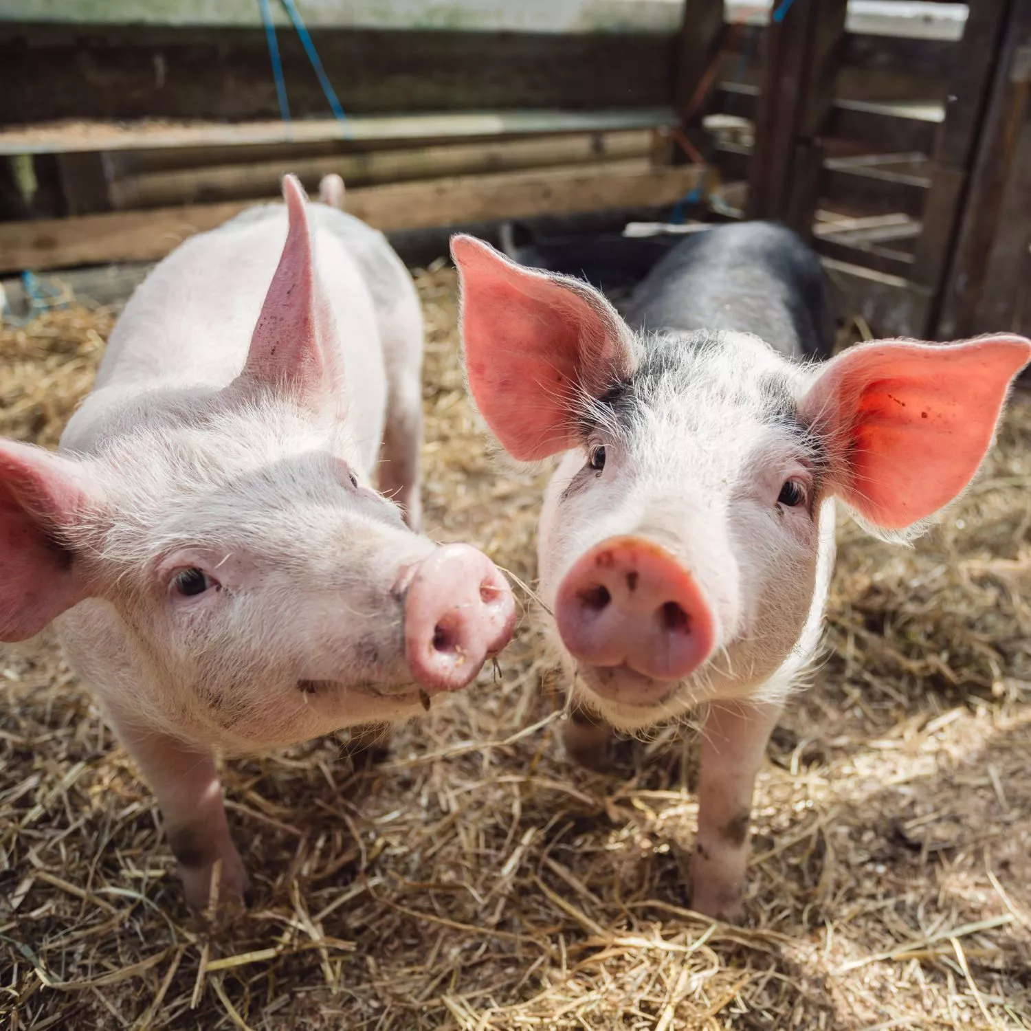 ¡20.000 personas contra el maltrato animal! ✊