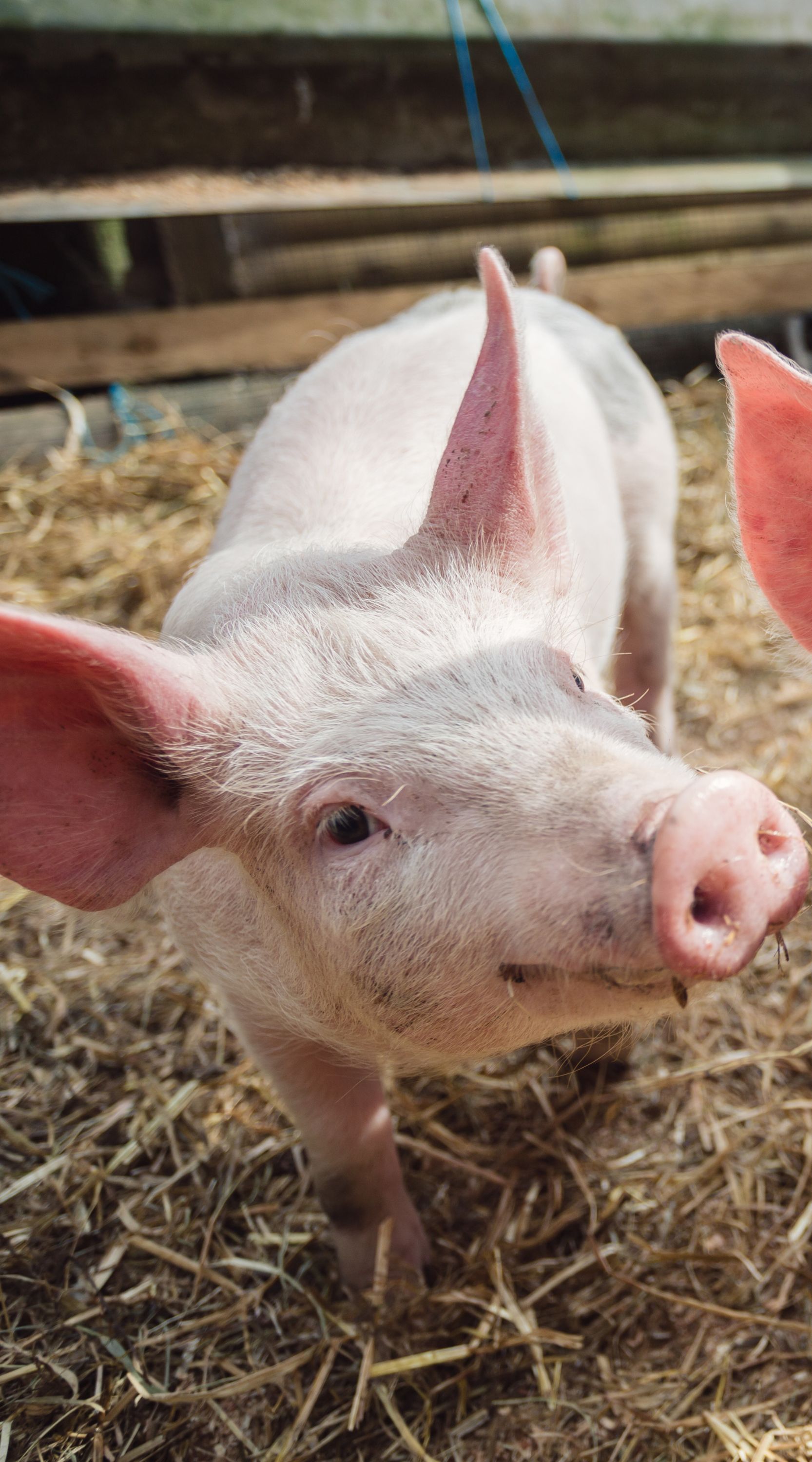 Un cerdito rosado mira a la cámara con expresión tierna.