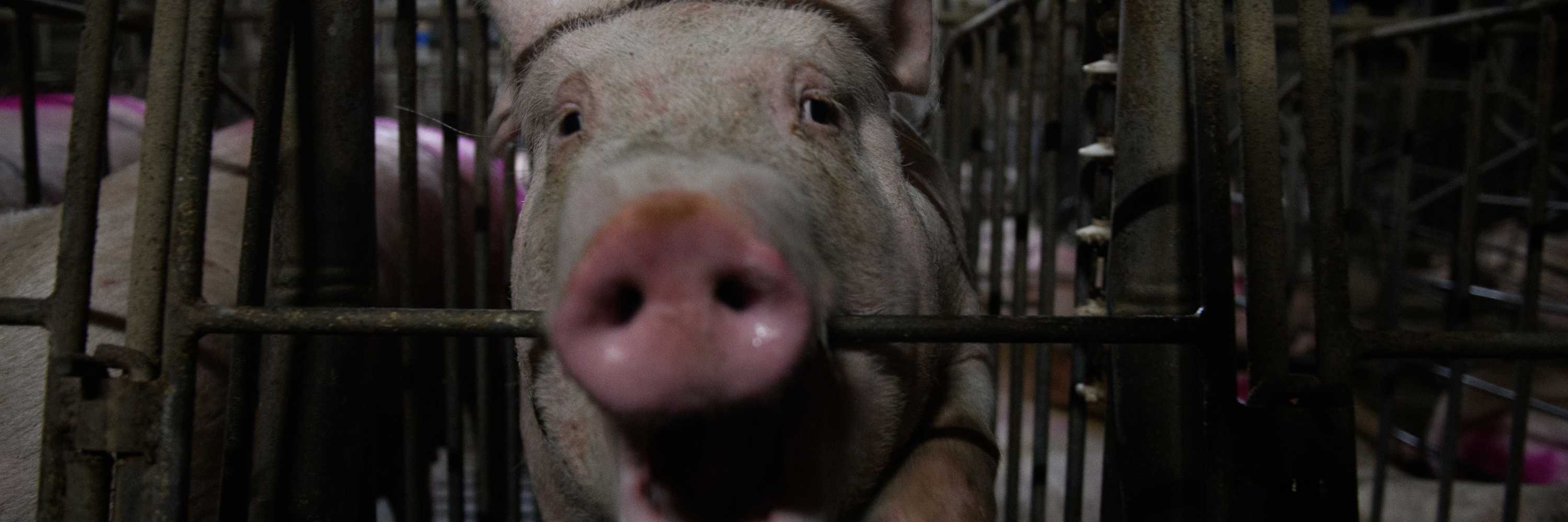 Cerda encerrada en una jaula de gestación muerde los barrotes