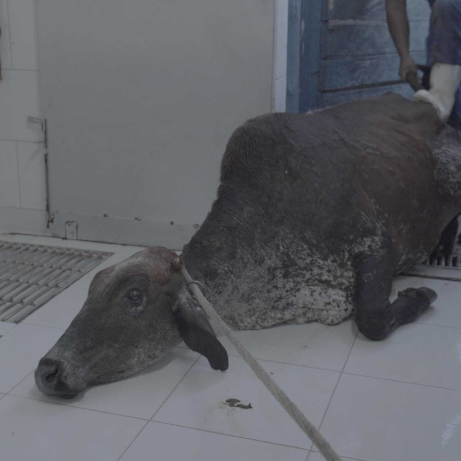 vaca inmovilizada en el suelo de un matadero antes de ser matada