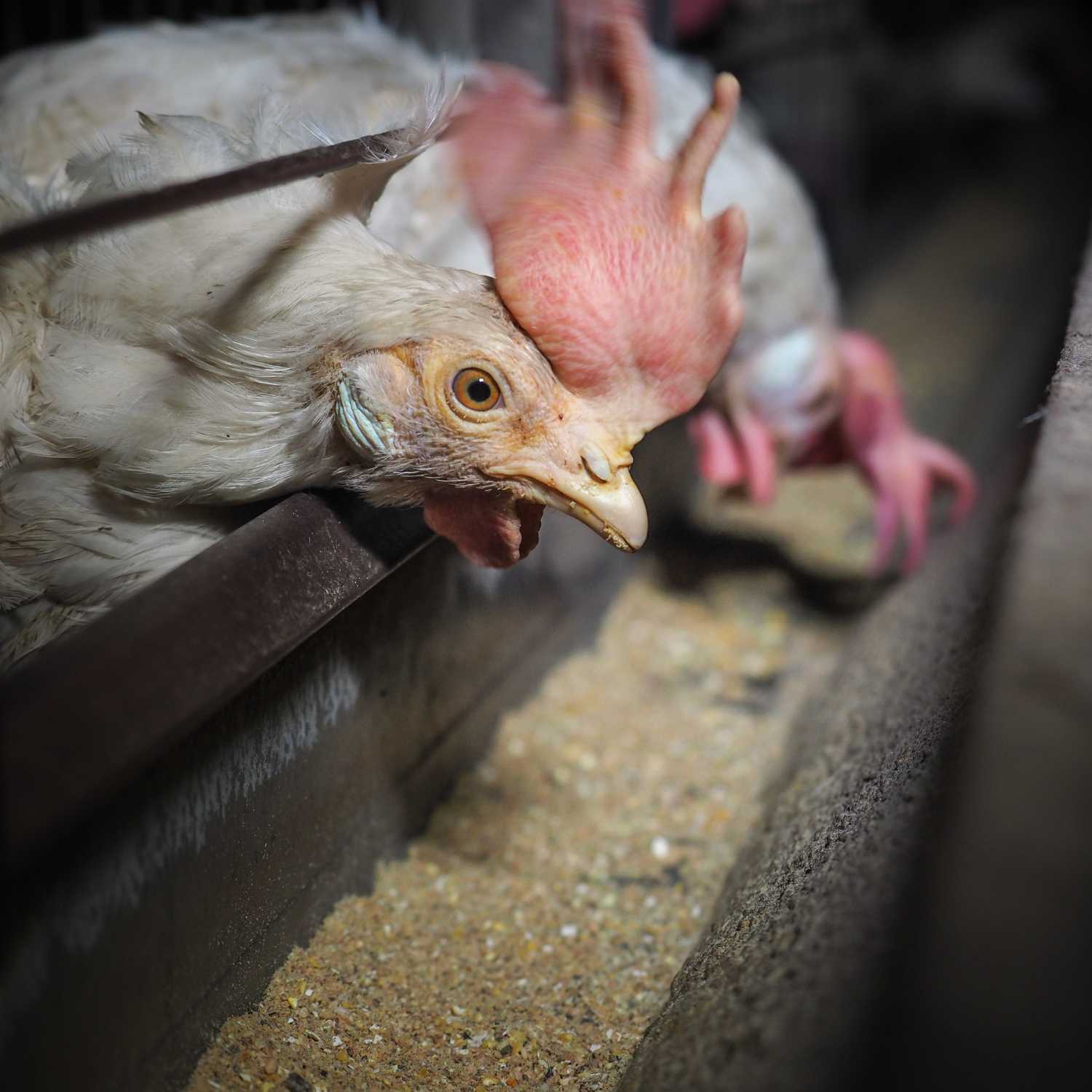 gallina saca la cabeza de la jaula para comer
