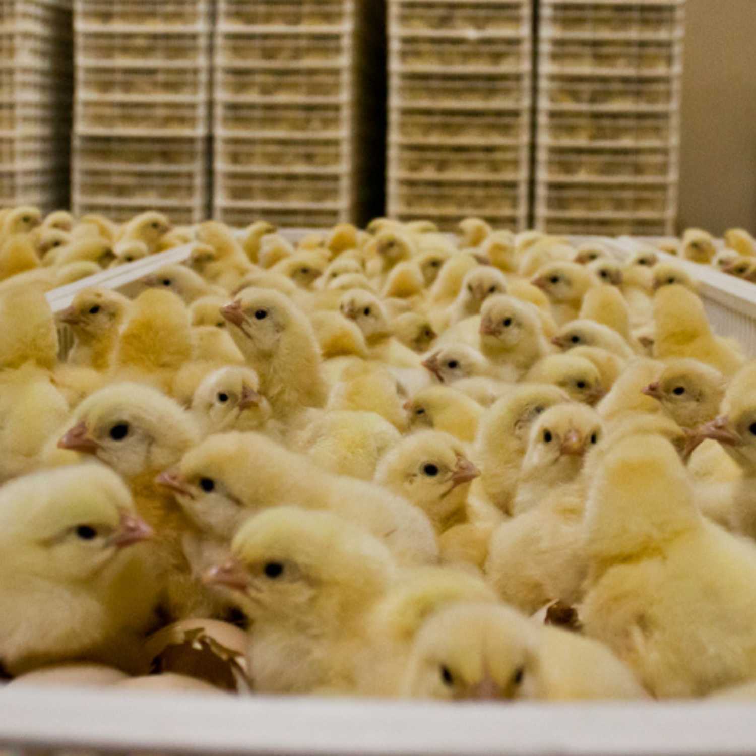 Multitud de pollitos en cajas apiladas en incubadora