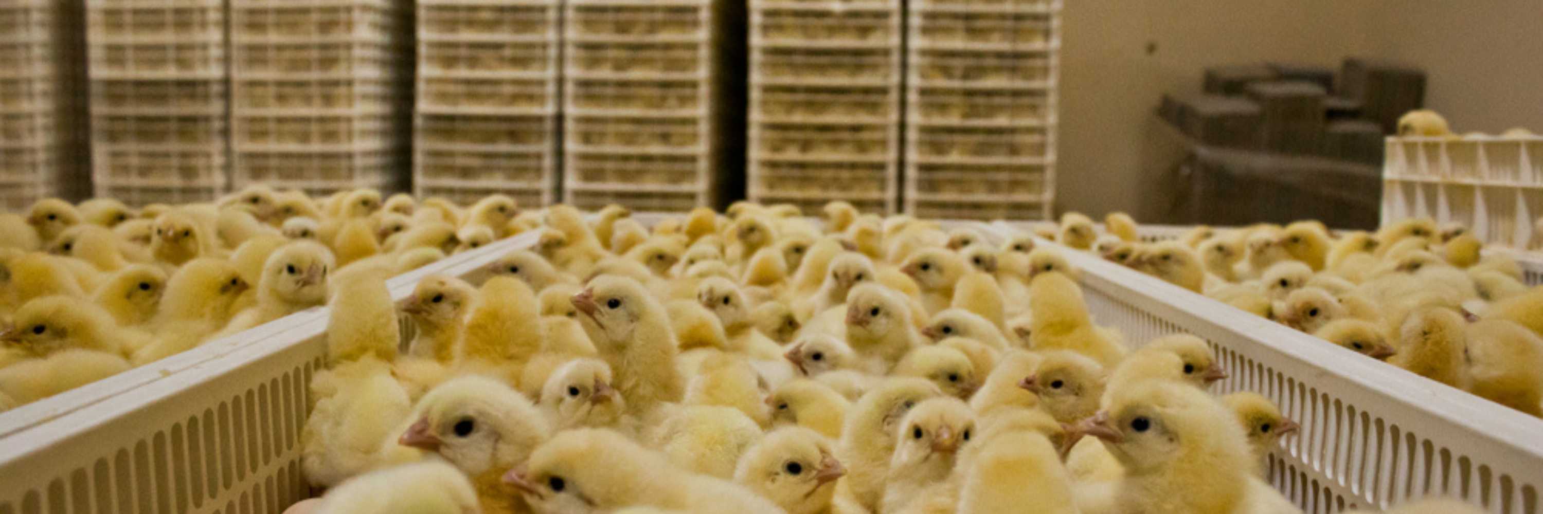 Multitud de pollitos en cajas apiladas en incubadora