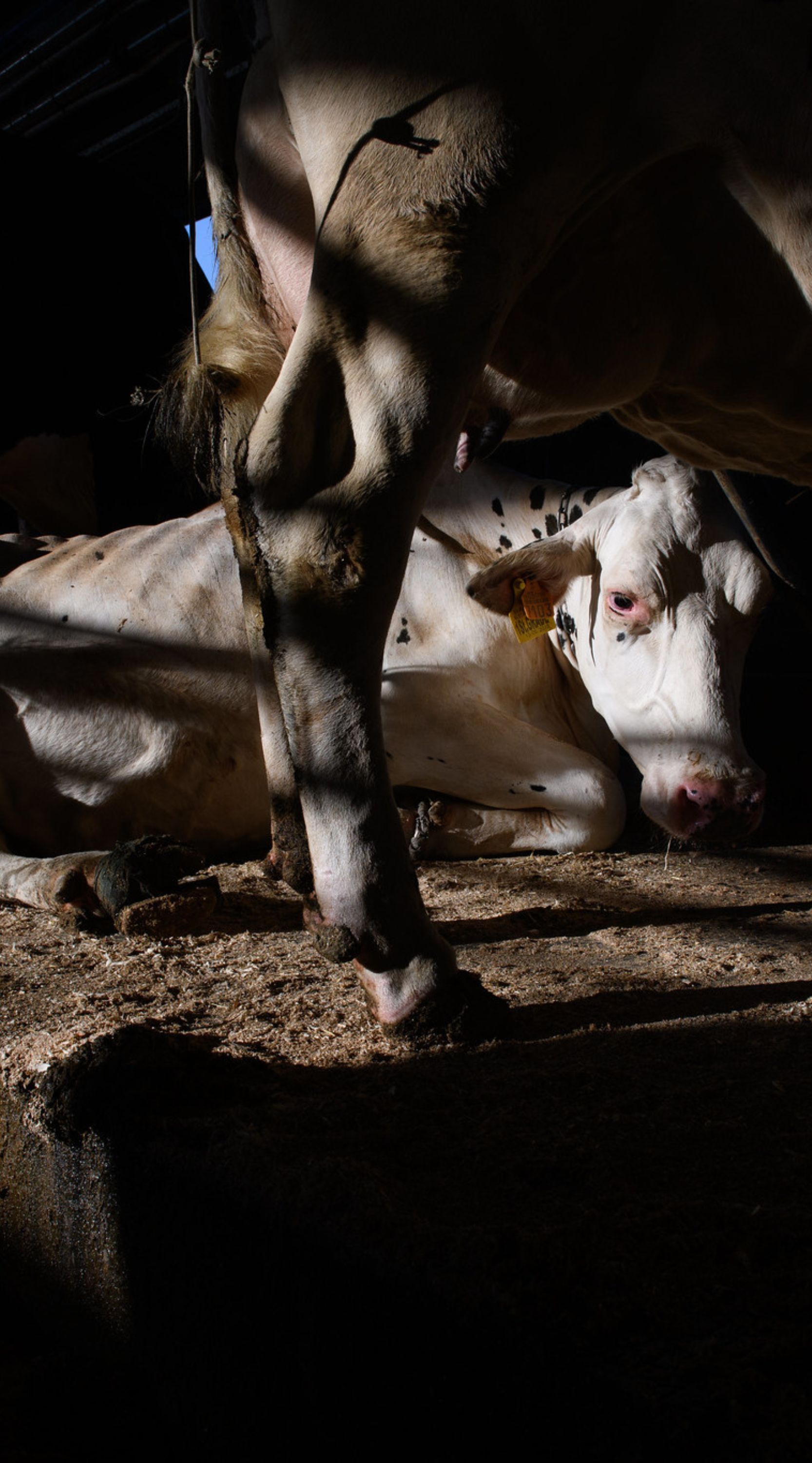 Una vaca blanca muy delgada y agotada yace sobre el suelo de una granja con expresión de desolación en sus rostro.