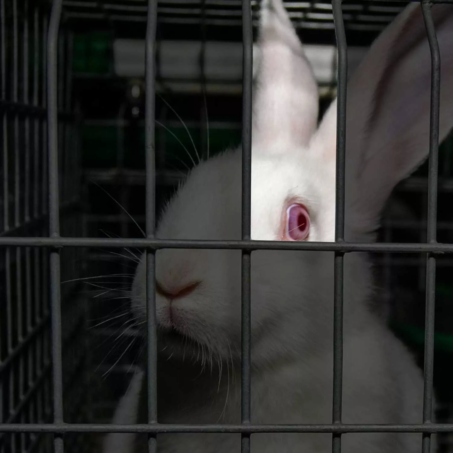 Pedimos a la CE una legislación que proteja a los animales 