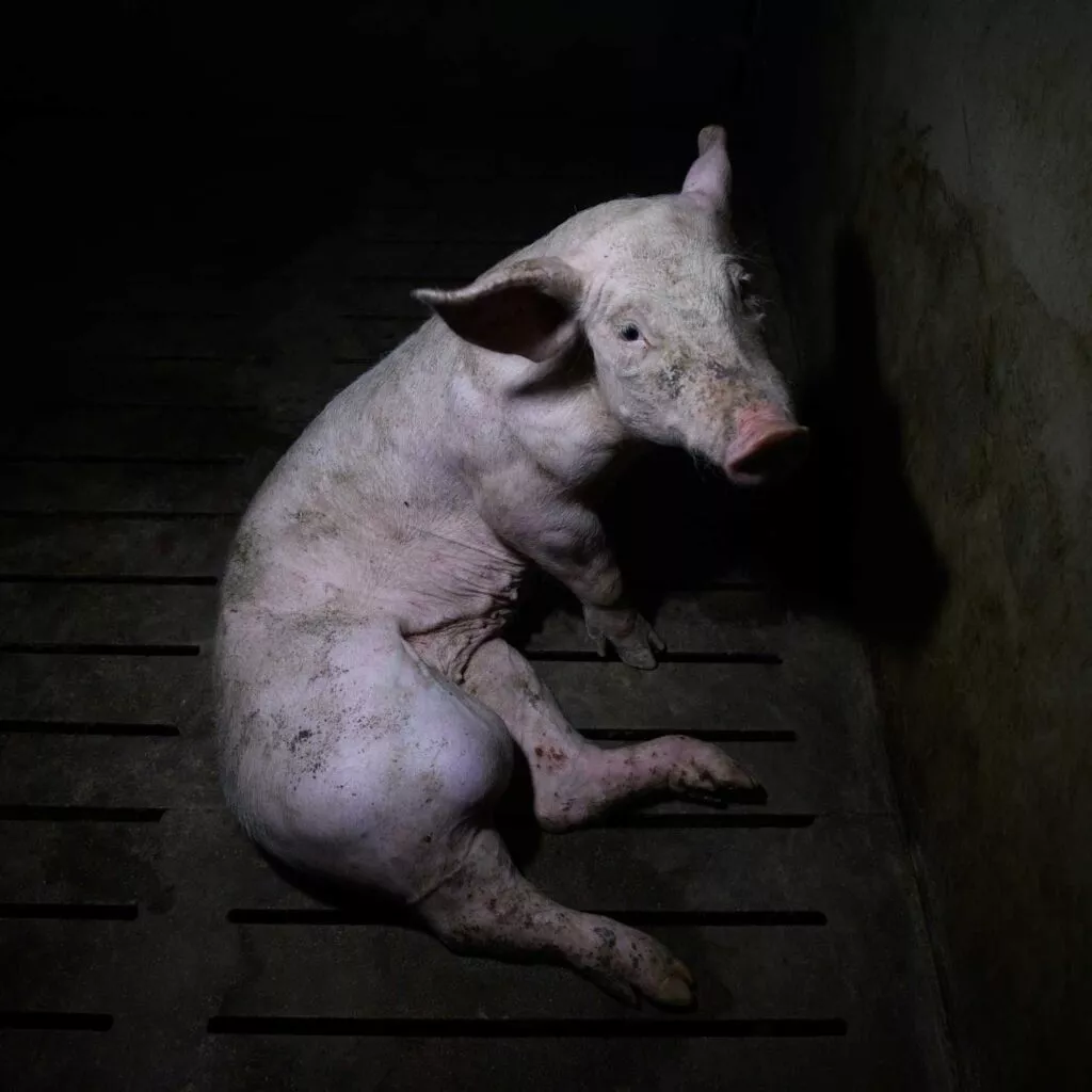 Cerda con una pata herida en una granja investigada por Igualdad Animal