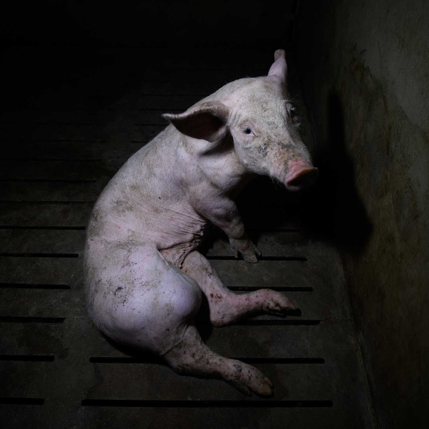 Cerda con una pata herida en una granja investigada por Igualdad Animal