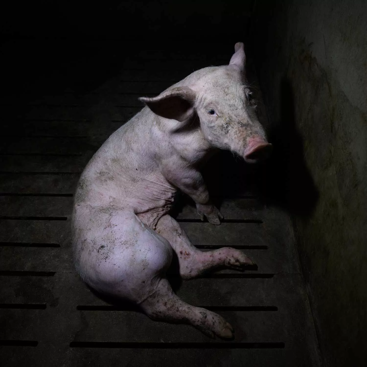 El bienestar animal debe ser fundamental en la Estrategia 2030