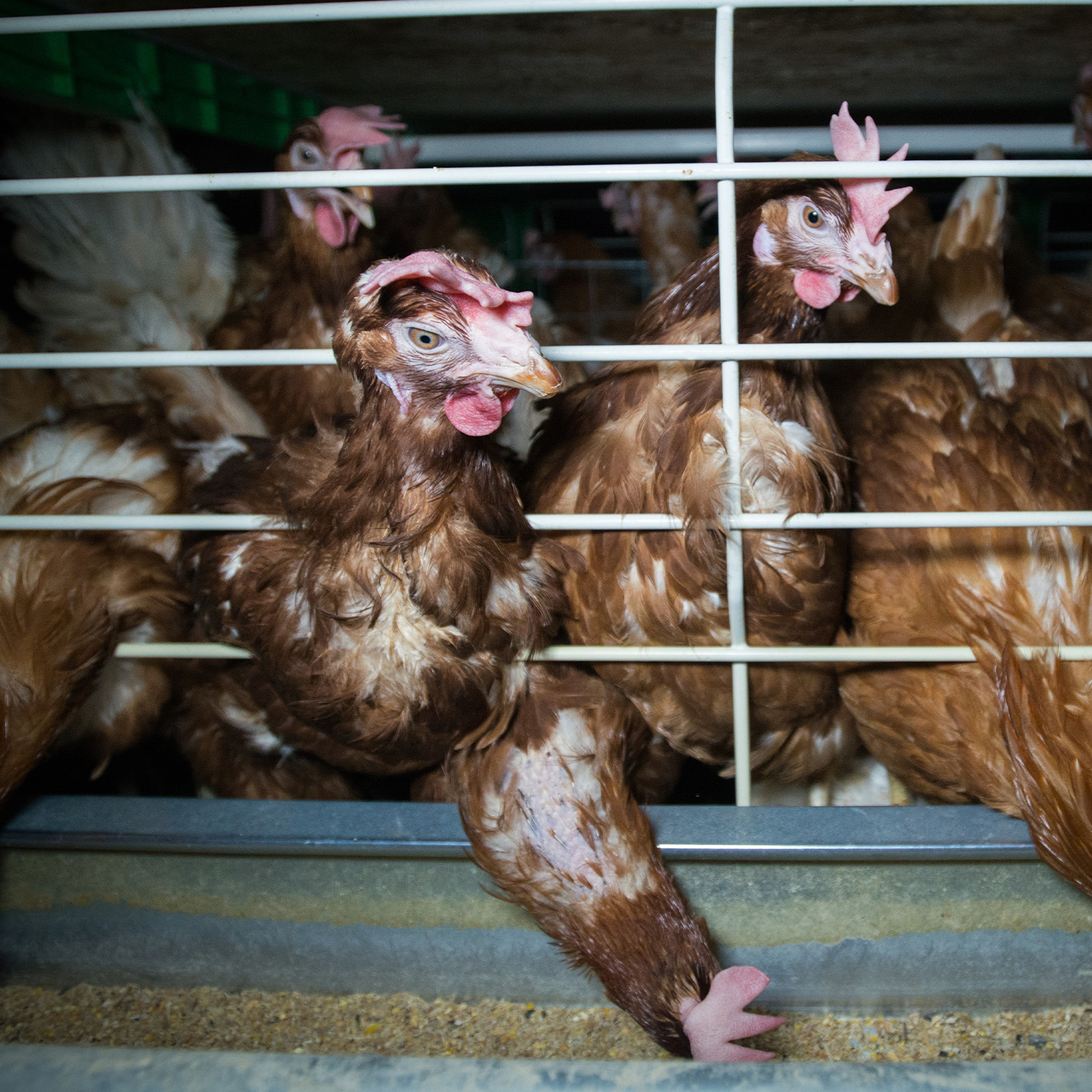 Grupo de gallinas enjauladas en una granja