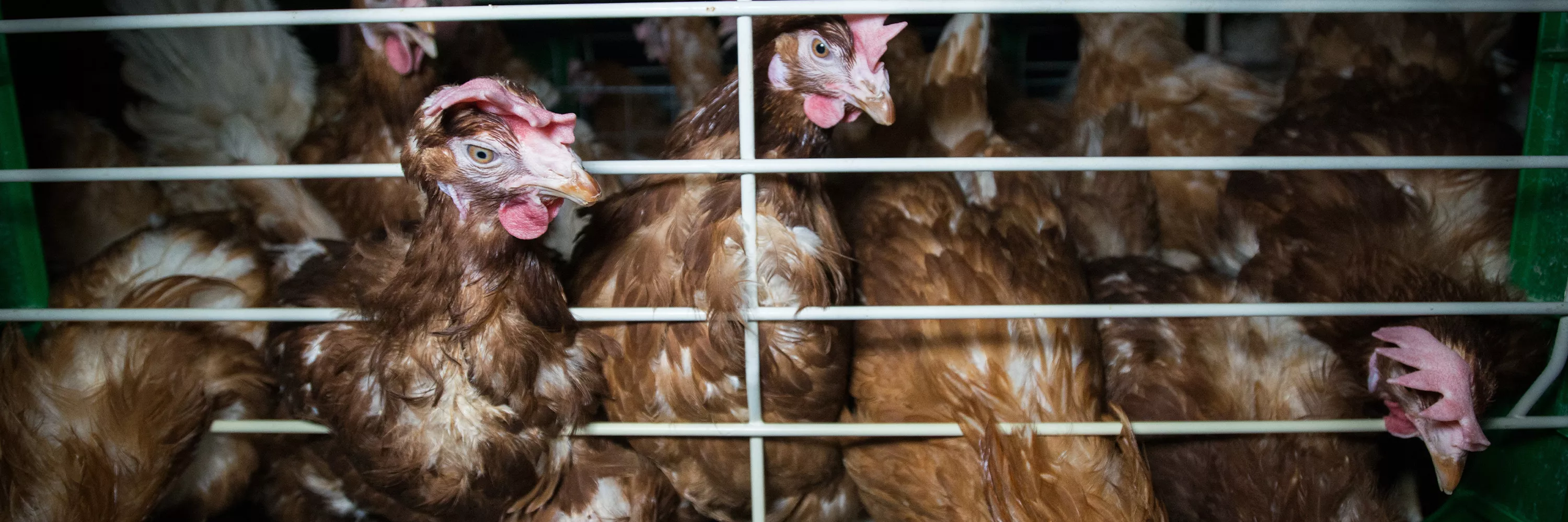 Grupo de gallinas enjauladas en una granja