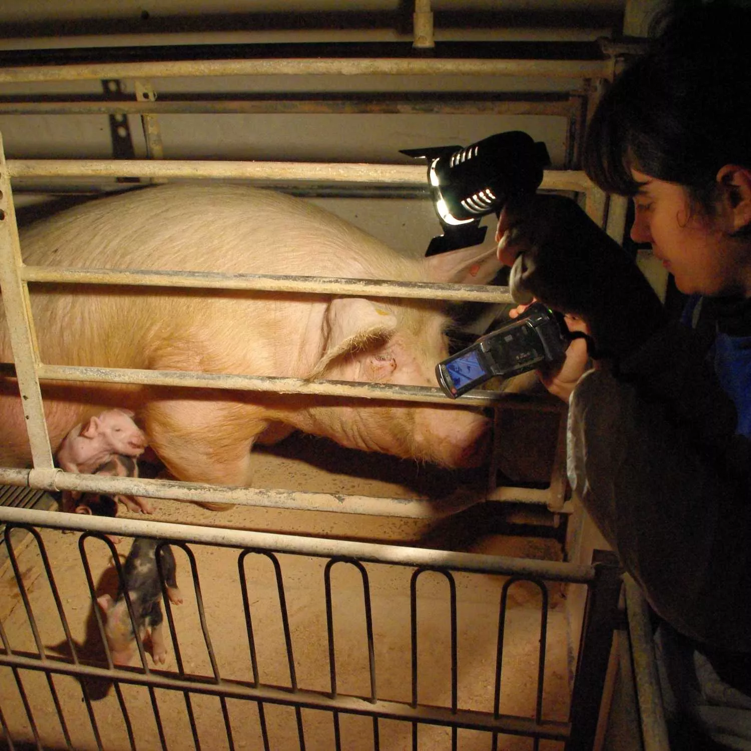 Las 180 investigaciones de Igualdad Animal en dos décadas