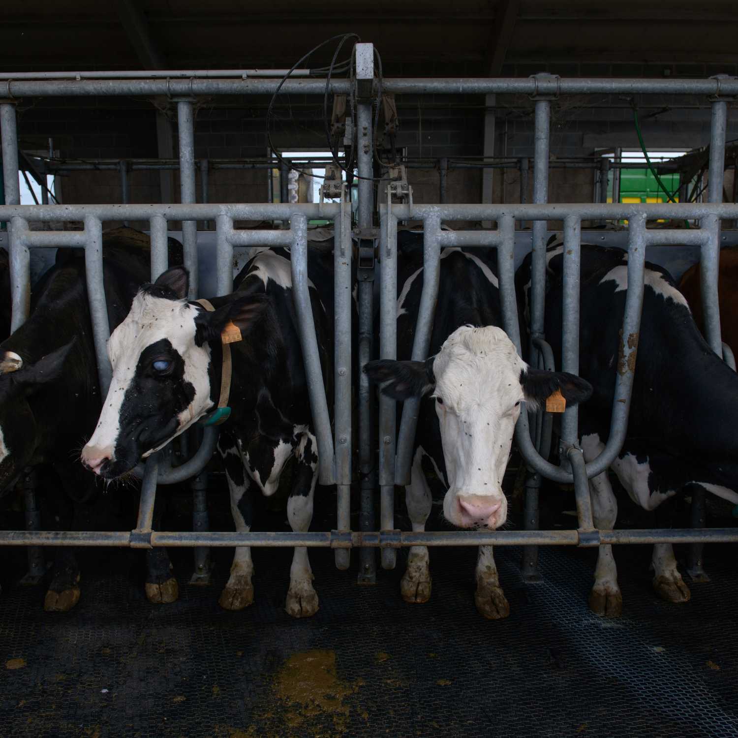 Vacas encerradas en explotación ganadera en Asturias.