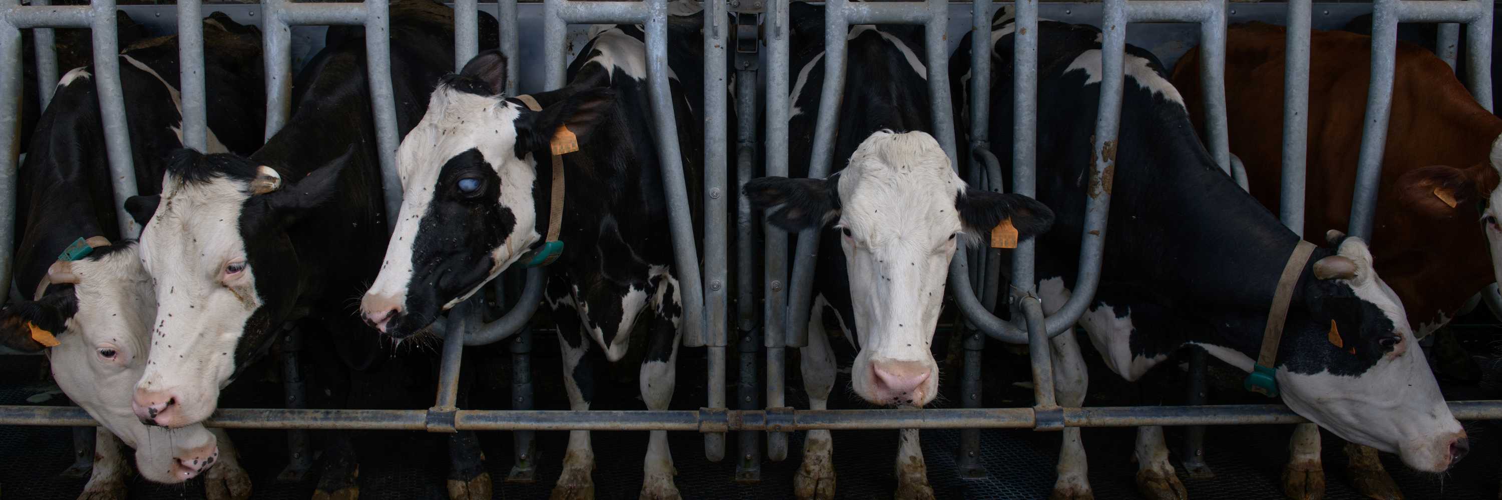 Vacas encerradas en explotación ganadera en Asturias.