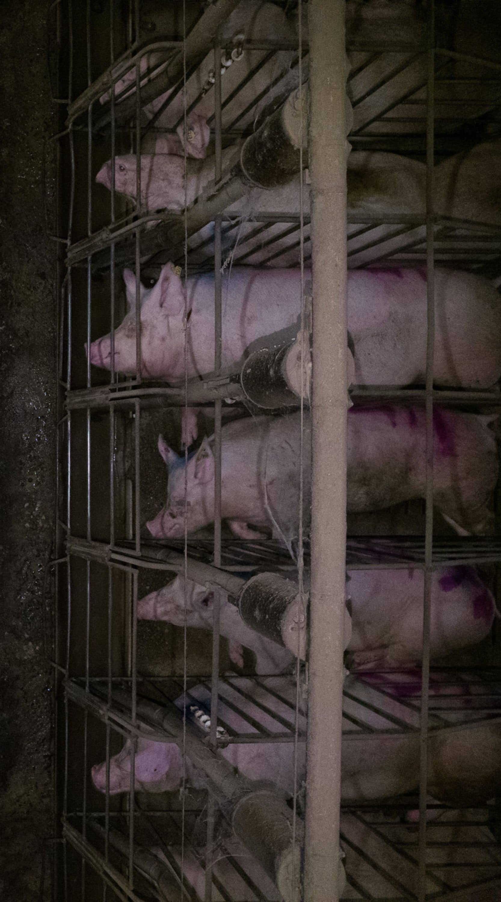 Toma cenital de un grupo de cerdas enjauladas en jaulas de gestación donde no pueden darse la vuelta.