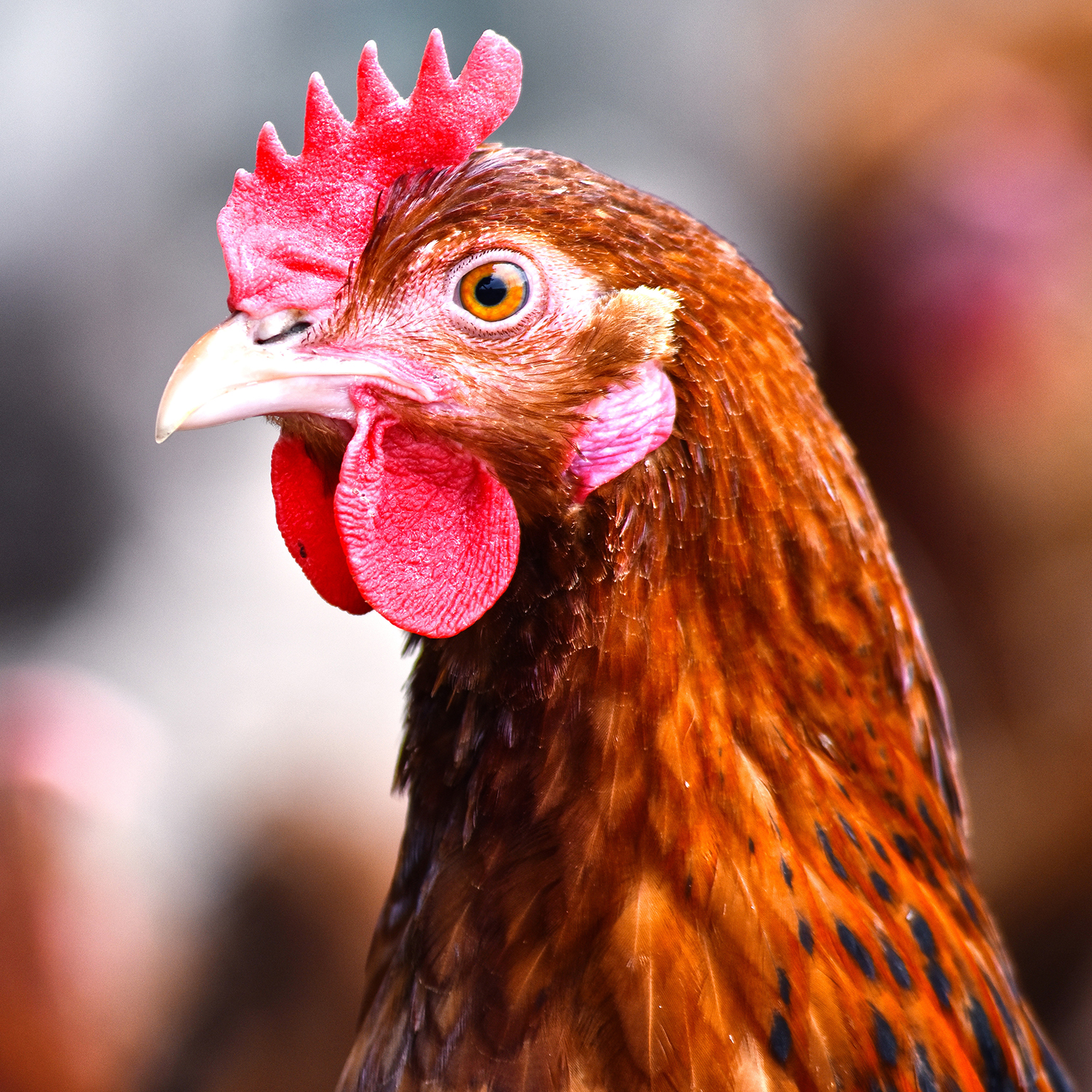 gallina sobre fondo desenfocado