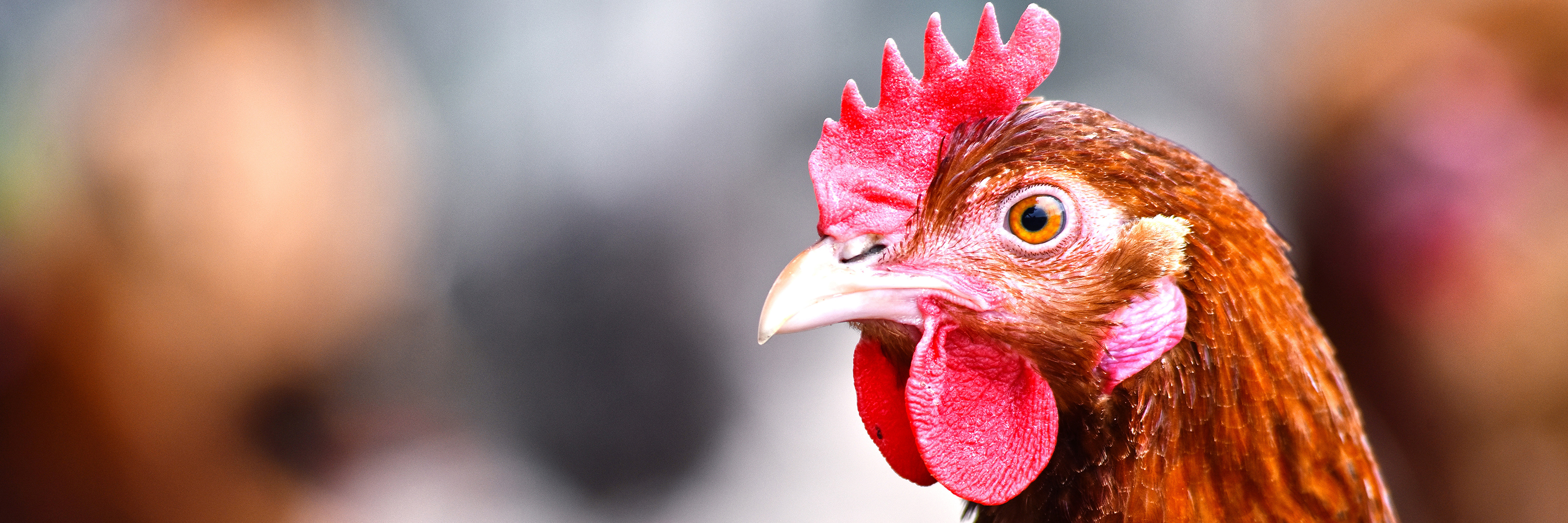 gallina sobre fondo desenfocado