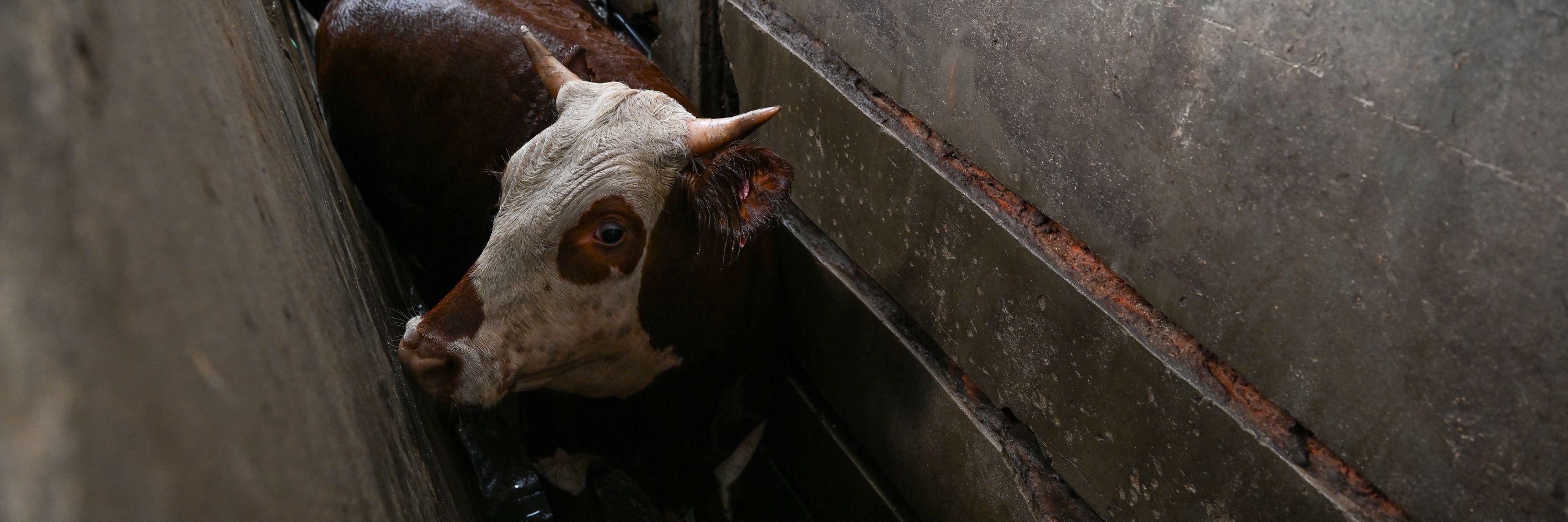 Una vaca, con la cara blanca y el cuerpo marrón. mira directamente a la cámara del investigador desde el cajón de aturdimiento de un matadero en Buenos AIres, Argentina.