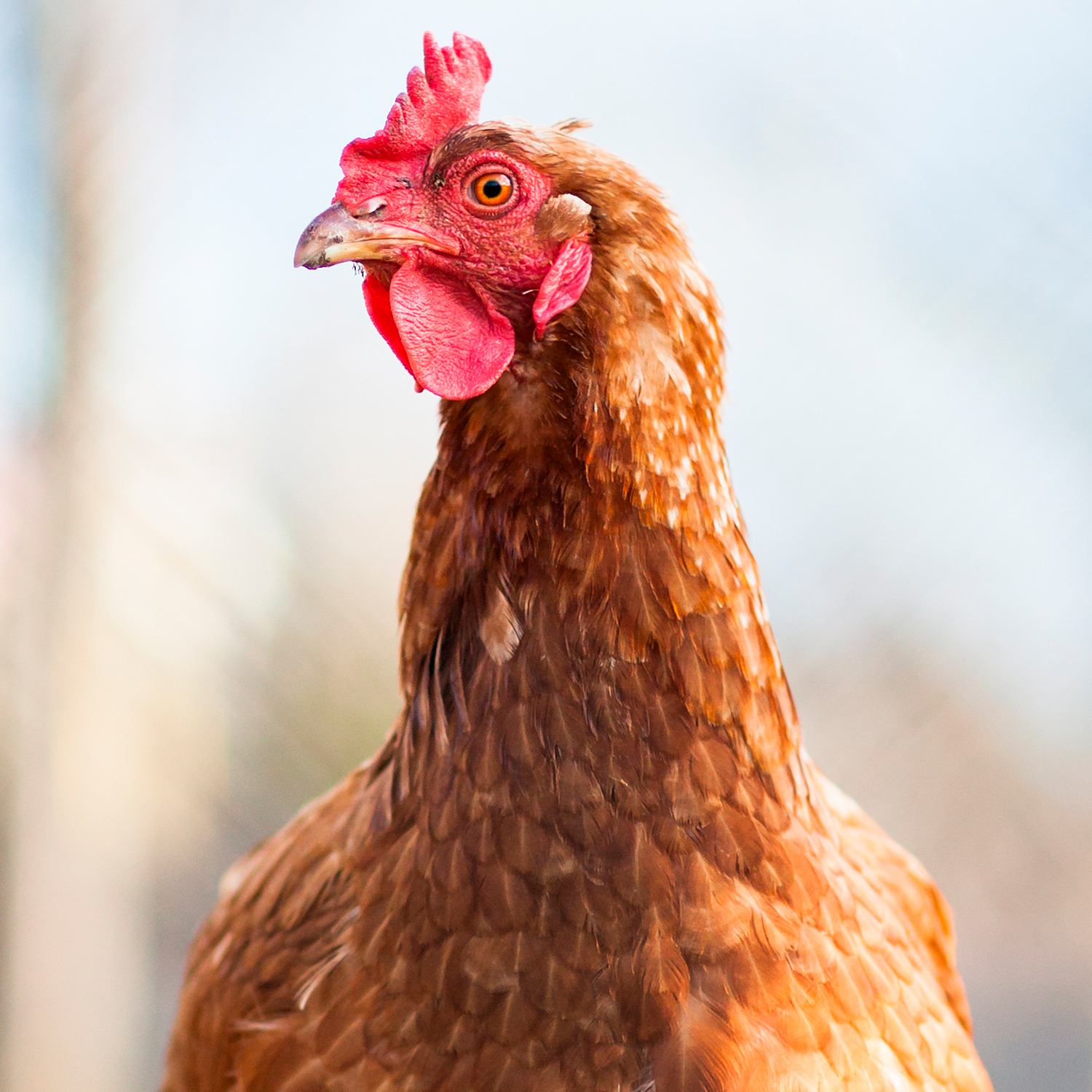 Gallina libre de jaulas