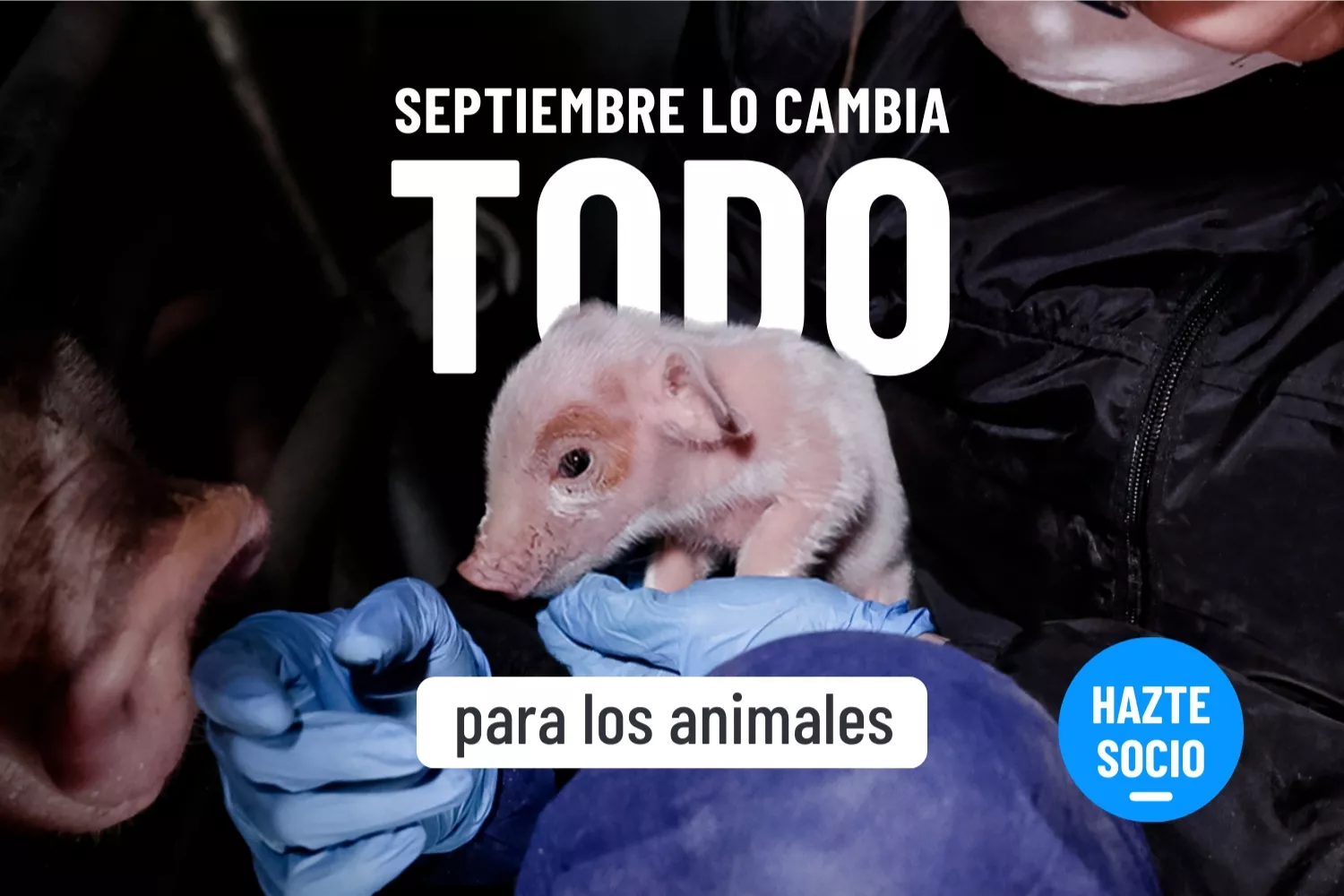 Lechón en la mano de un investigador de igualdad animal