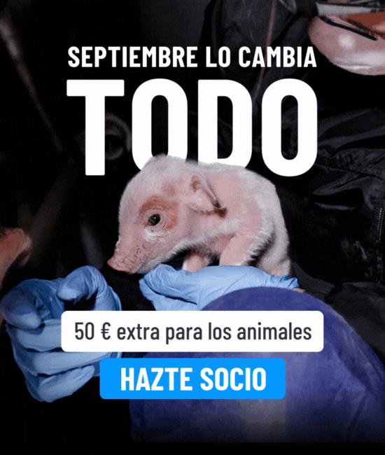 Un lechón en las manos de un investigador de igualdad animal