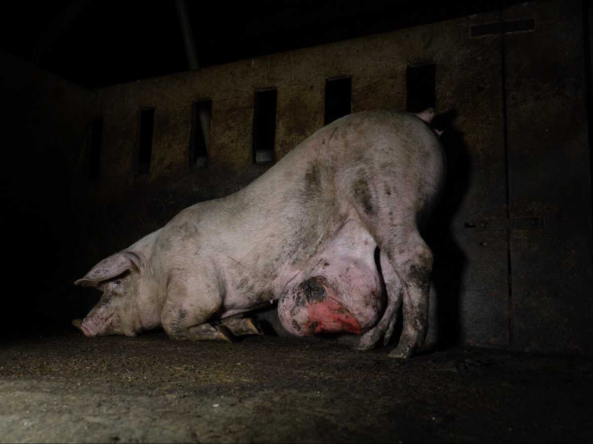 Cerdo con una gran hernia en la granja grabada por Igualdad Animal junto a Salvados.
