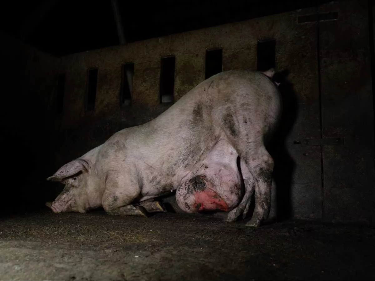Cerdo con una gran hernia en la granja grabada por Igualdad Animal junto a Salvados.