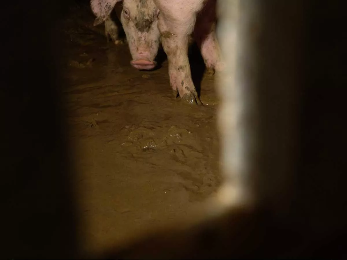 Cerdo sobre un suelo lleno de barro en la granja grabada por Igualdad Animal junto a Salvados.