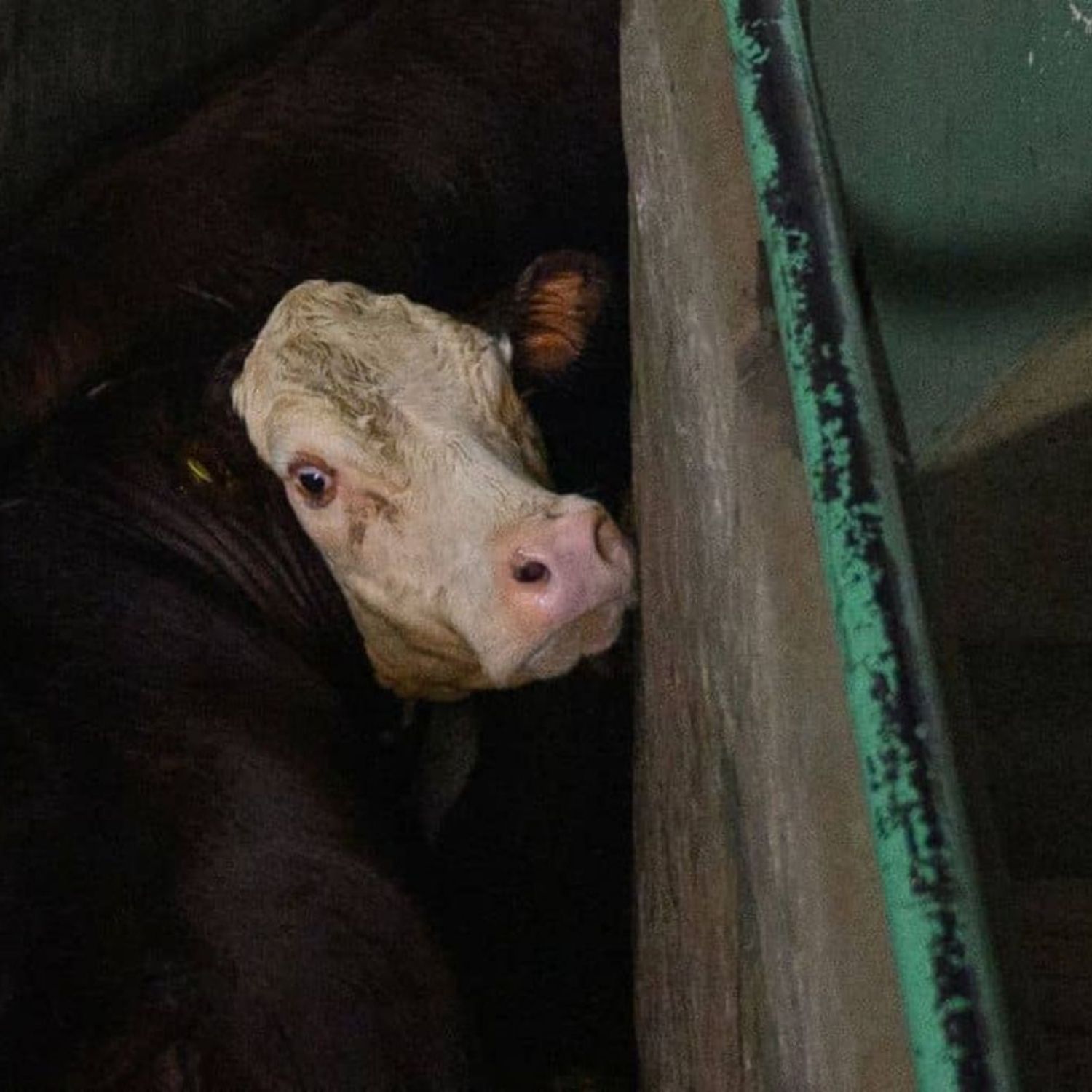 Una vaca marrón con la cara blanca mira hacia la cámara desde el cajón de aturdimiento de un matadero en Argentina