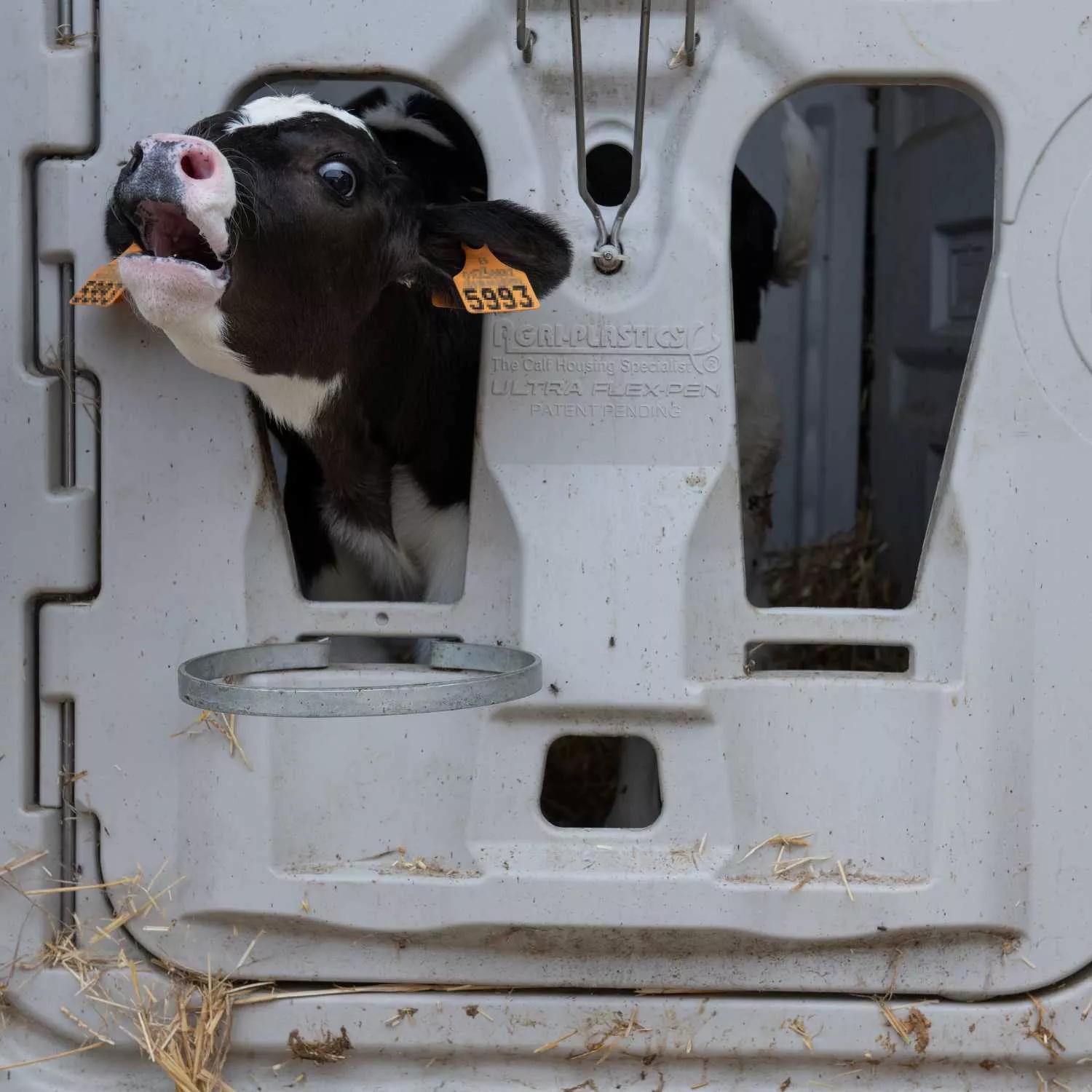 Reclamamos Ley de Consumo Sostenible proteja a los animales