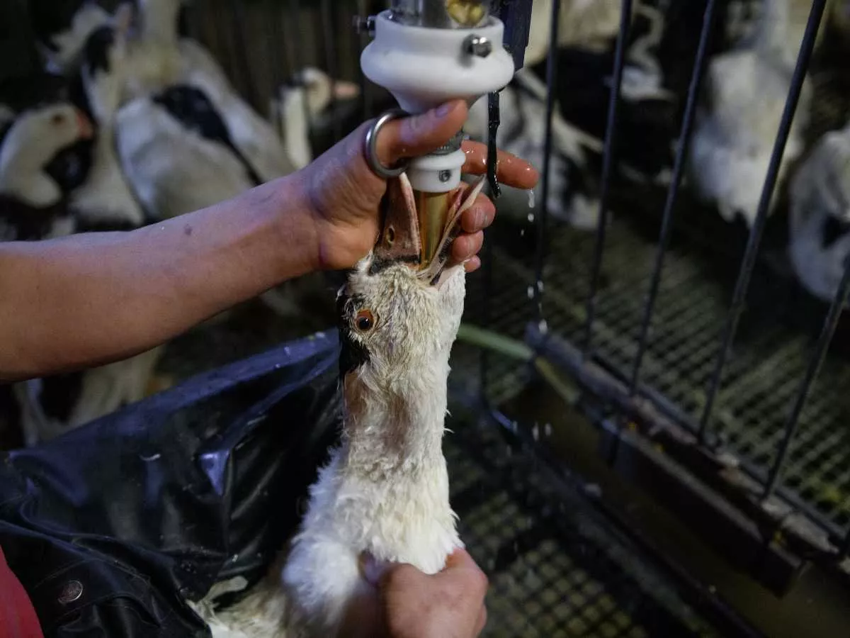 Patos siendo alimentado a la fuerza en una granja de producción de foie gras.