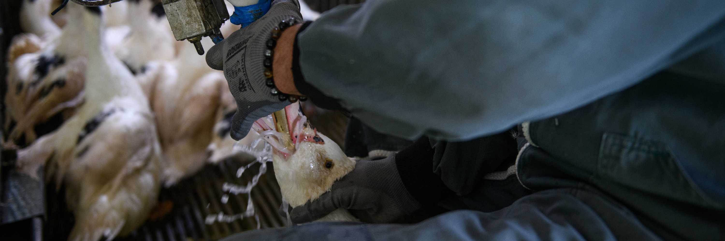 Pato siendo alimentado a la fuerza en una granja de producción de foie gras.