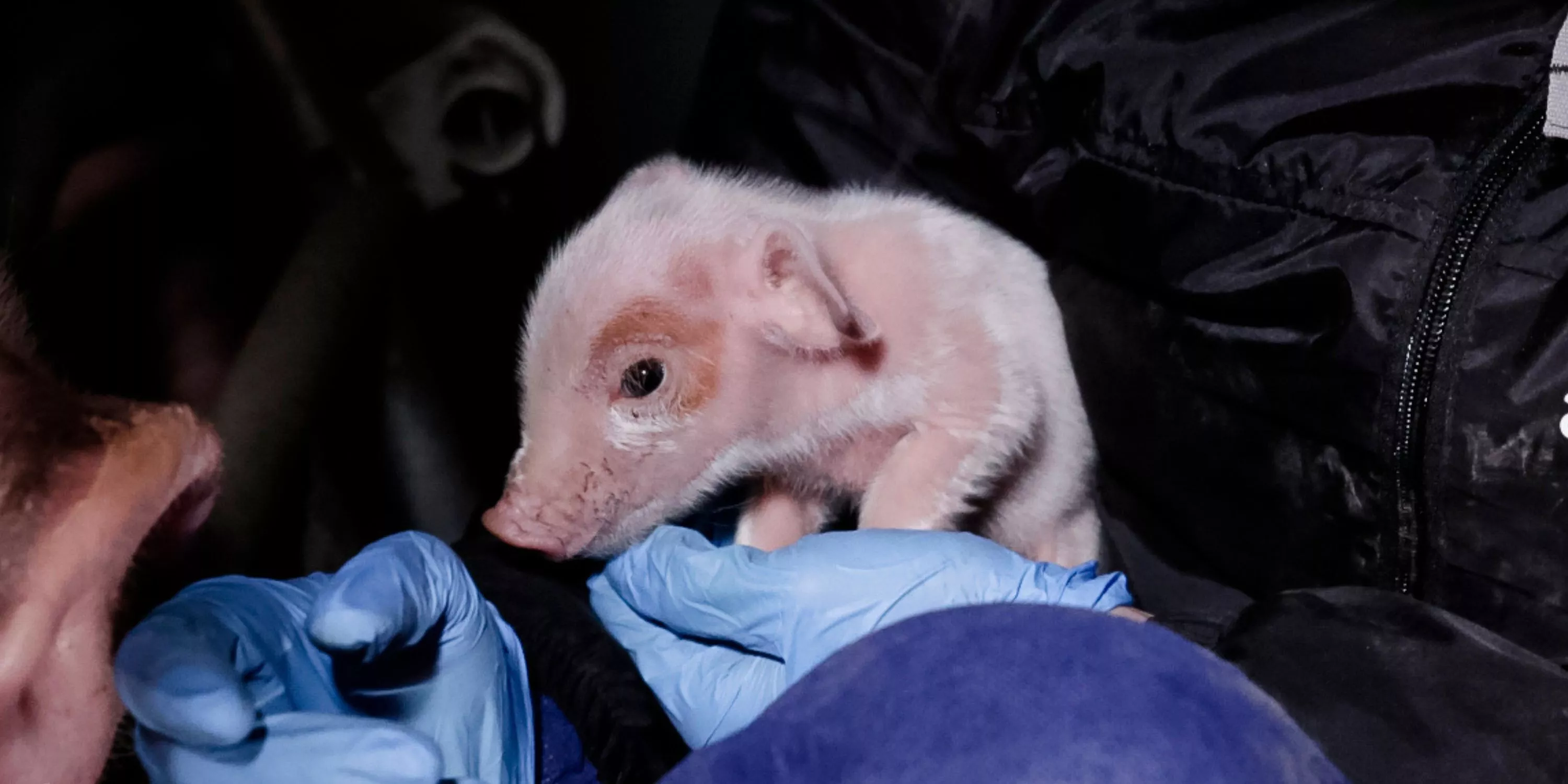 Lechón en las manos de un investigador de  la ONG igualdad animal 