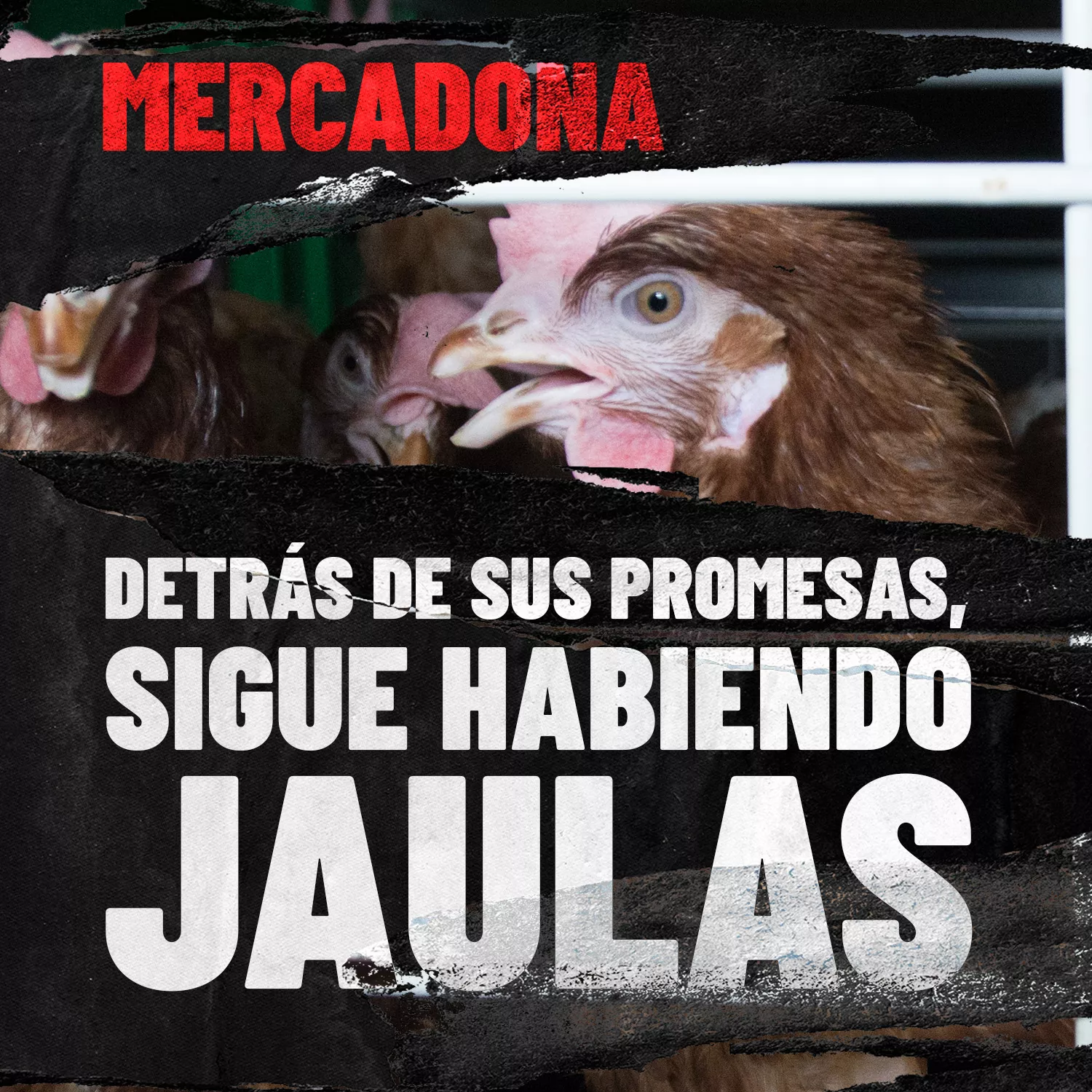 Mercadona: cumple tu compromiso para poner fin a las jaulas