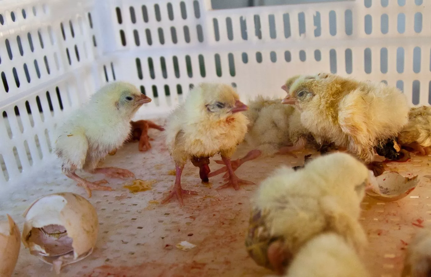 ¡Dile a la UE lo que piensas! 19