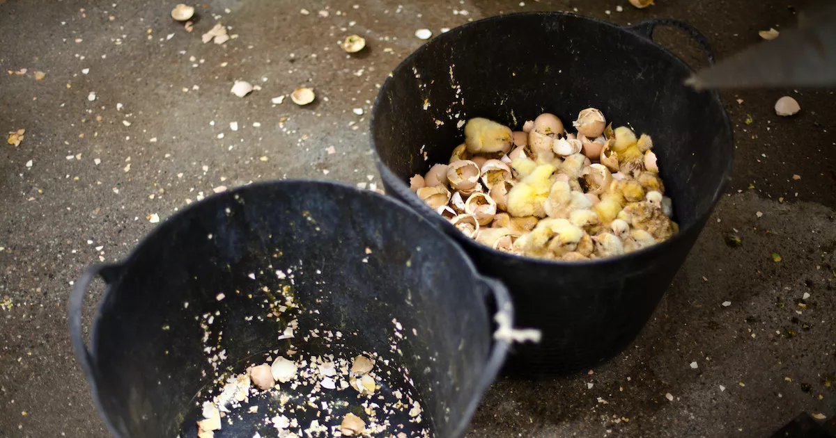 ¡Dile a la UE lo que piensas! 4