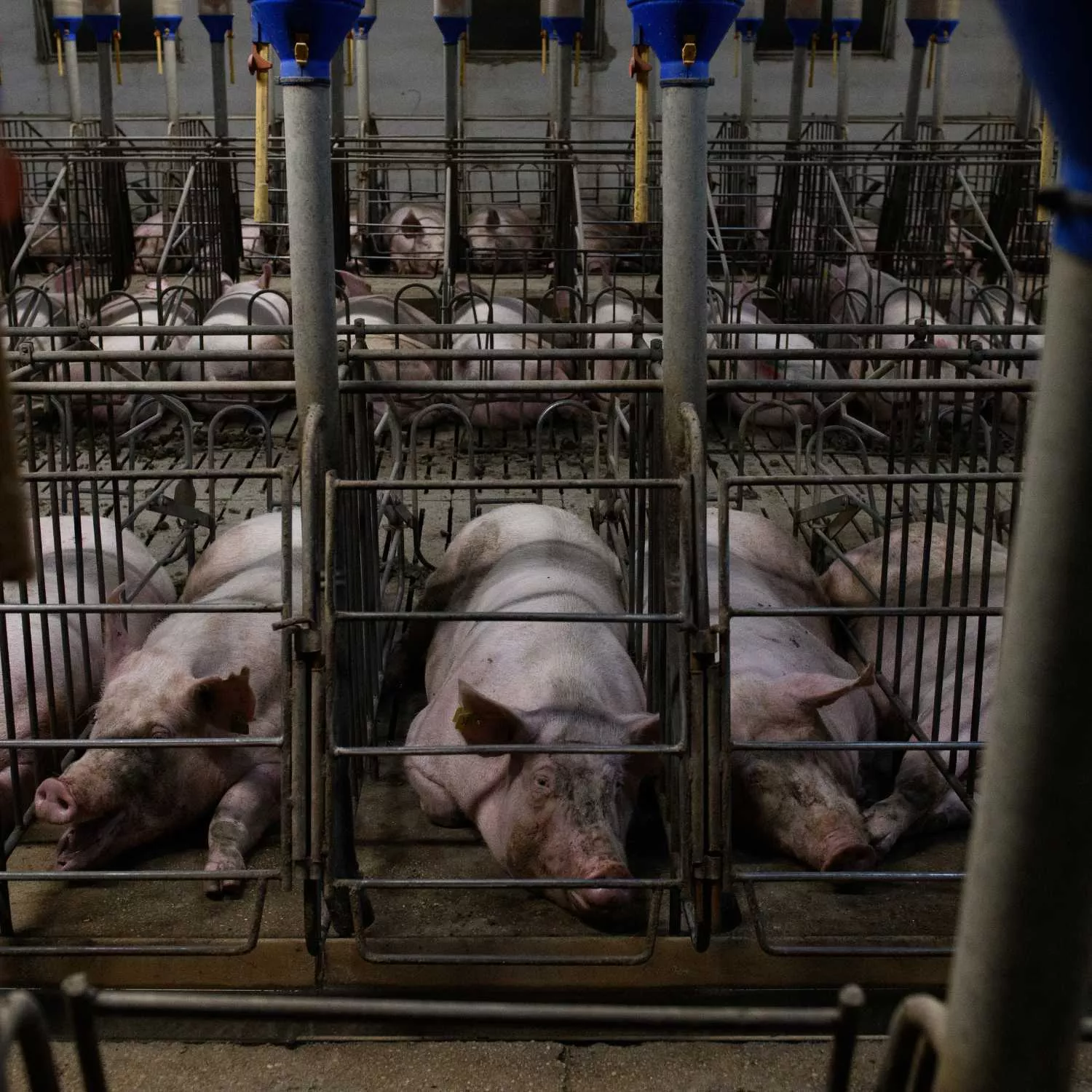 La Comisión podría no reformar la legislación de Bienestar Animal en 2026