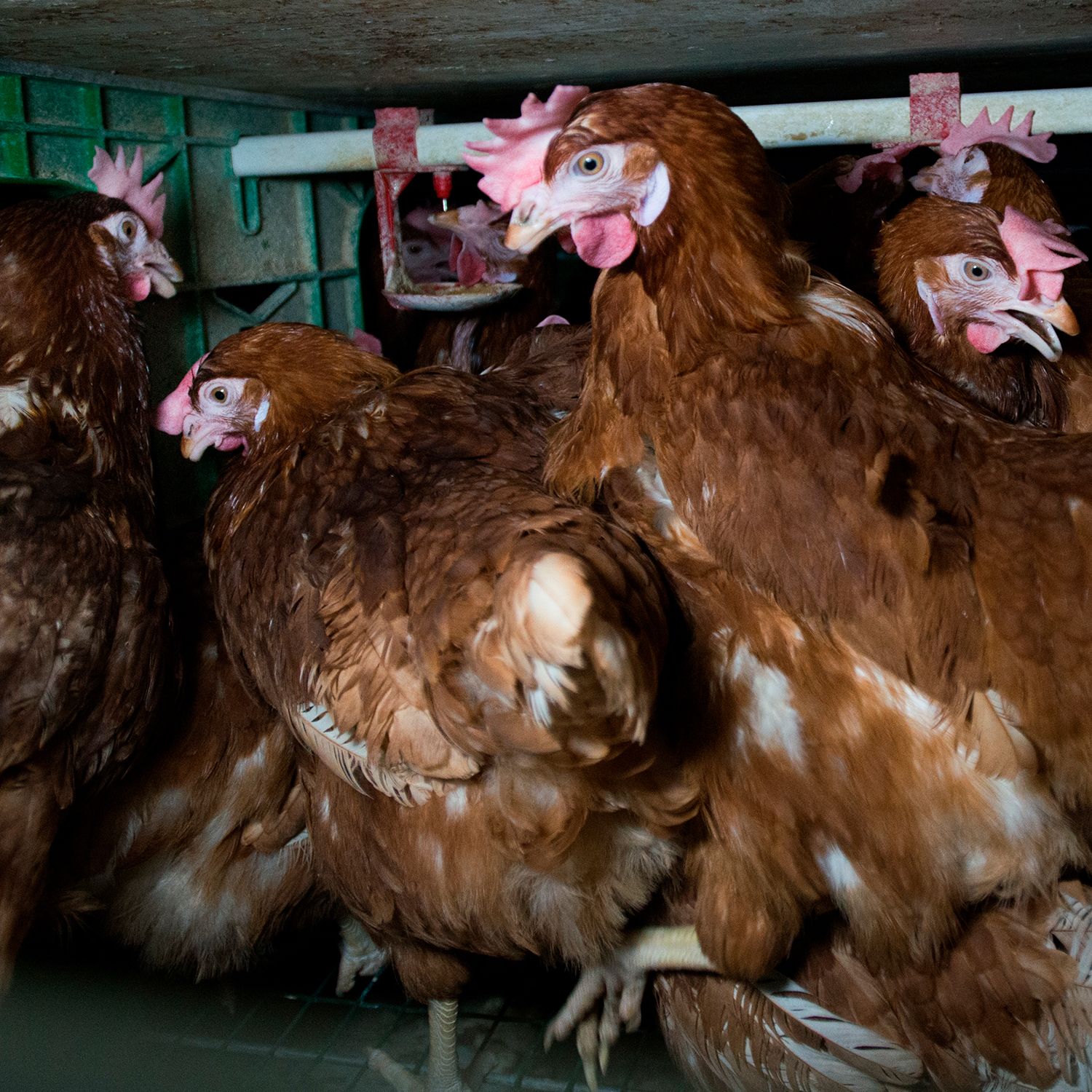 Gallinas enjauladas en la producción de huevos para empresas de hostelería.