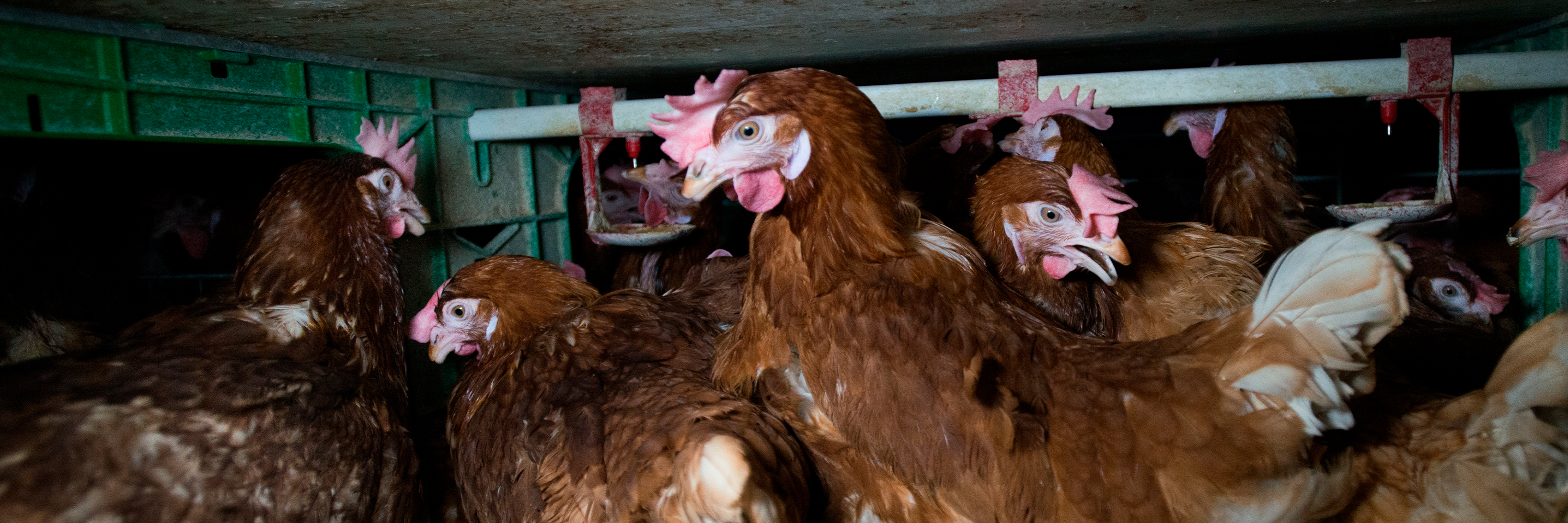 Gallinas enjauladas para la producción de huevos en hostelería