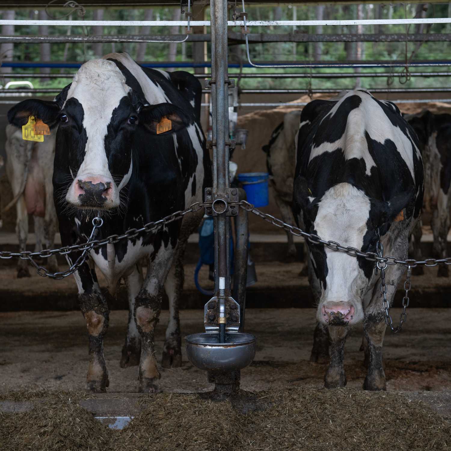 Vacas en granja en España carecen de bienestar animal. Aitor Garmendia/Igualdad Animal