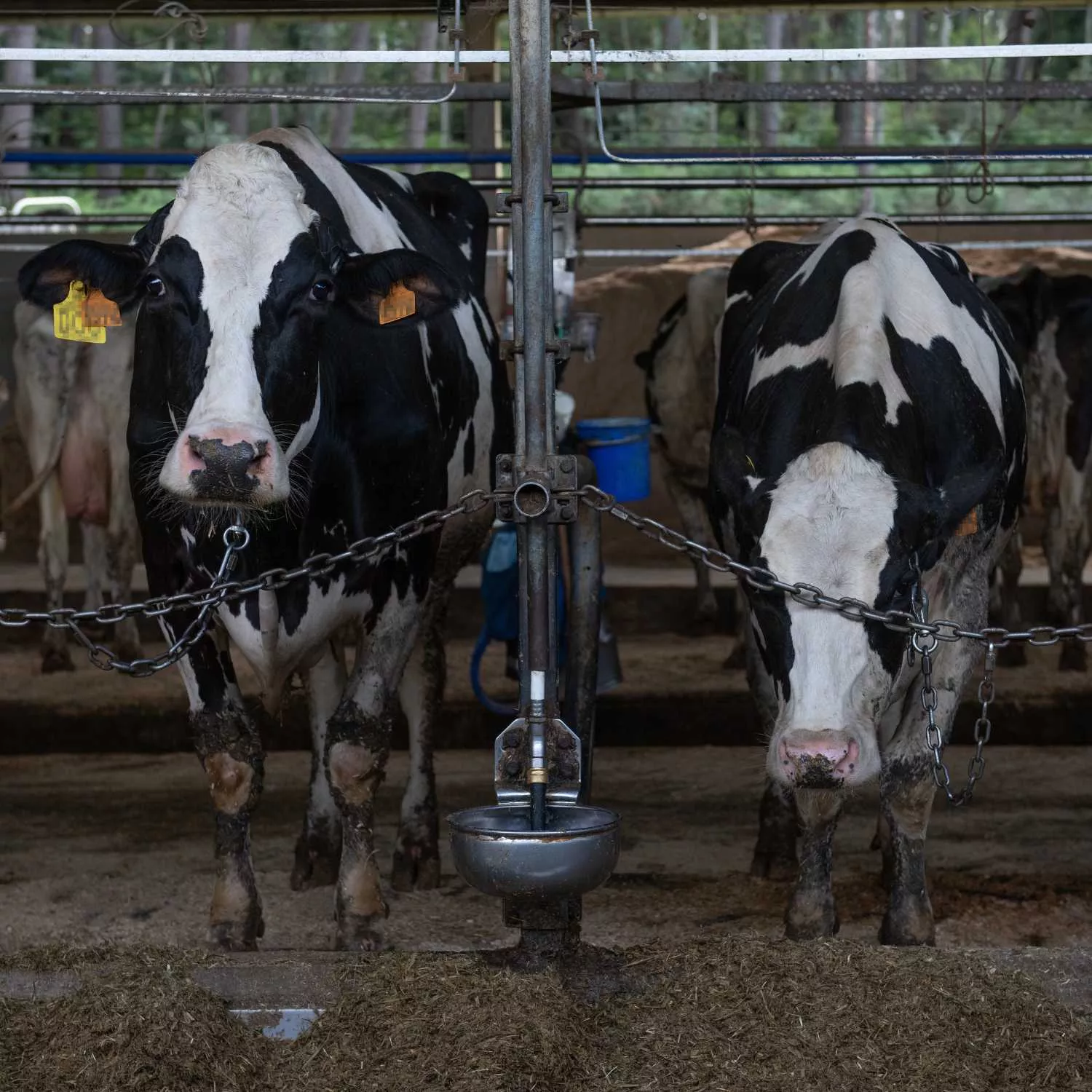 Bienestar Animal: celebramos la creación de la Mesa de Coordinación